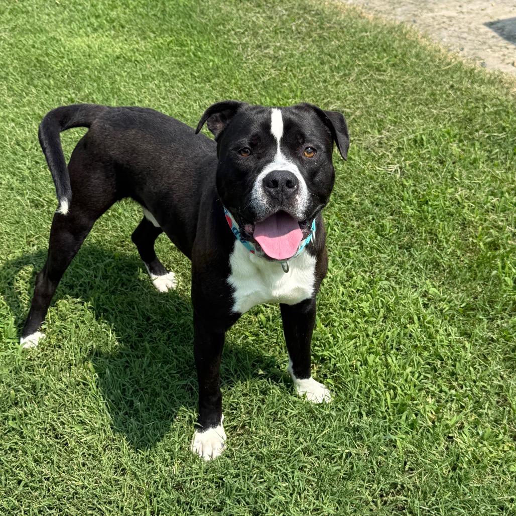 Enlarge Lego, a Adoptable Pit Bull Terrier in Ridgely, MD image 3/6