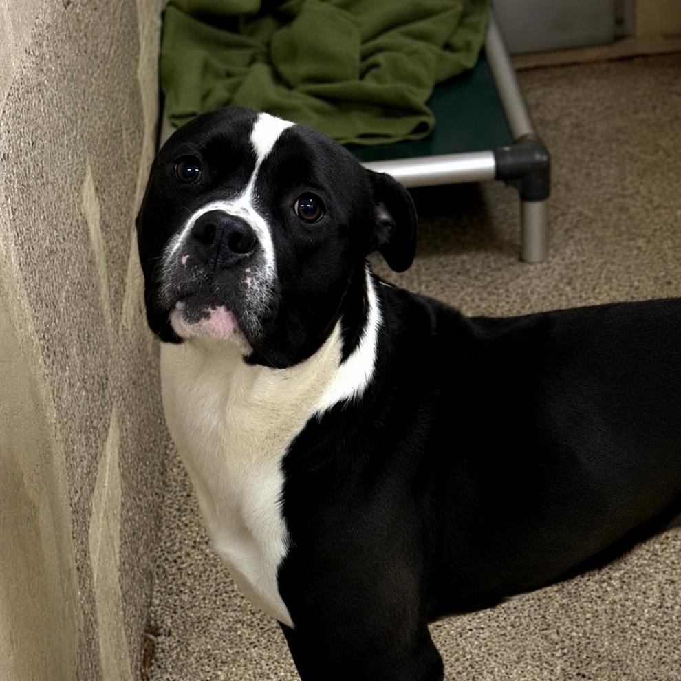Enlarge Lego, a Adoptable Pit Bull Terrier in Ridgely, MD image 4/6