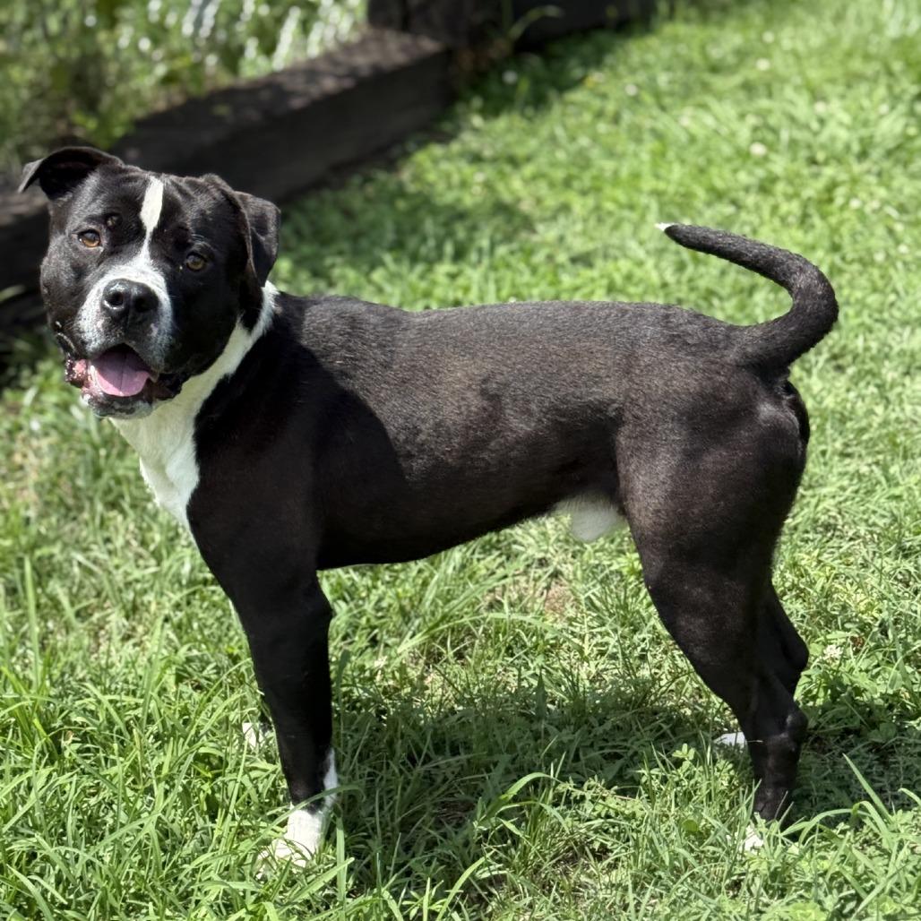 Enlarge Lego, a Adoptable Pit Bull Terrier in Ridgely, MD image 5/6