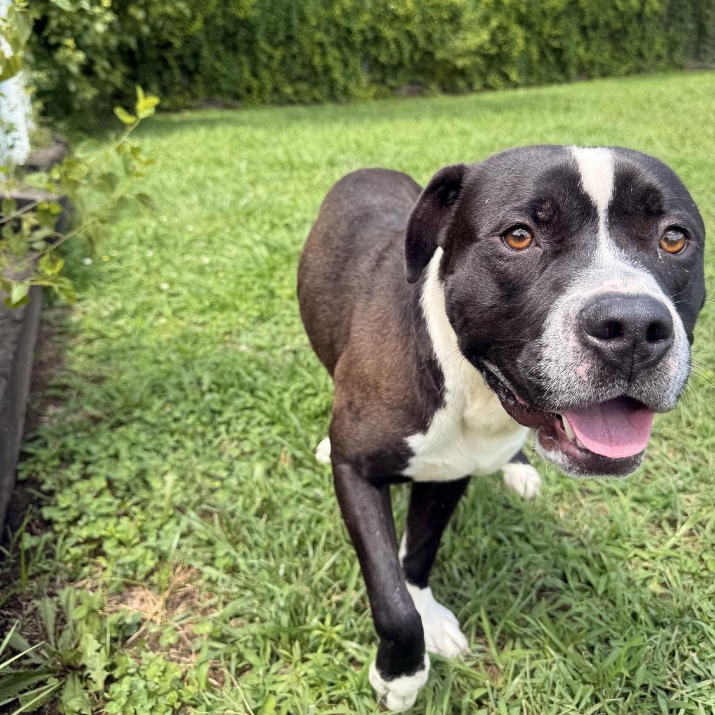 Enlarge Lego, a Adoptable Pit Bull Terrier in Ridgely, MD image 6/6