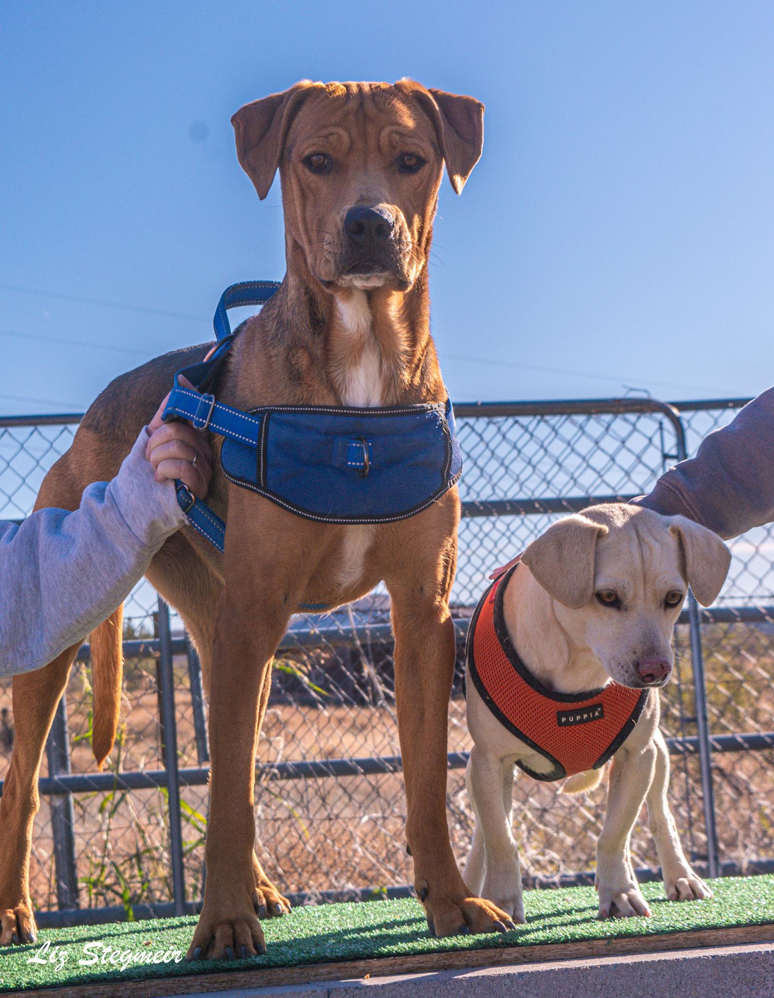 Cotton and Chablis, Adoptable, Young Female Labrador Retriever.
