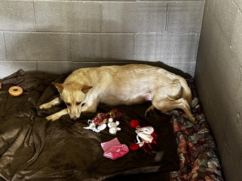 Jenn, a Adoptable Shepherd in Ada, OK image 1/4