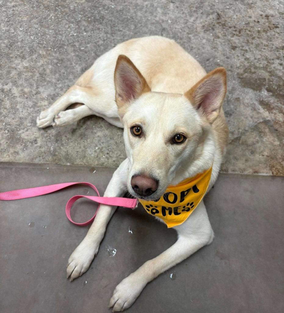 Jenn, a Adoptable Shepherd in Ada, OK image 2/4