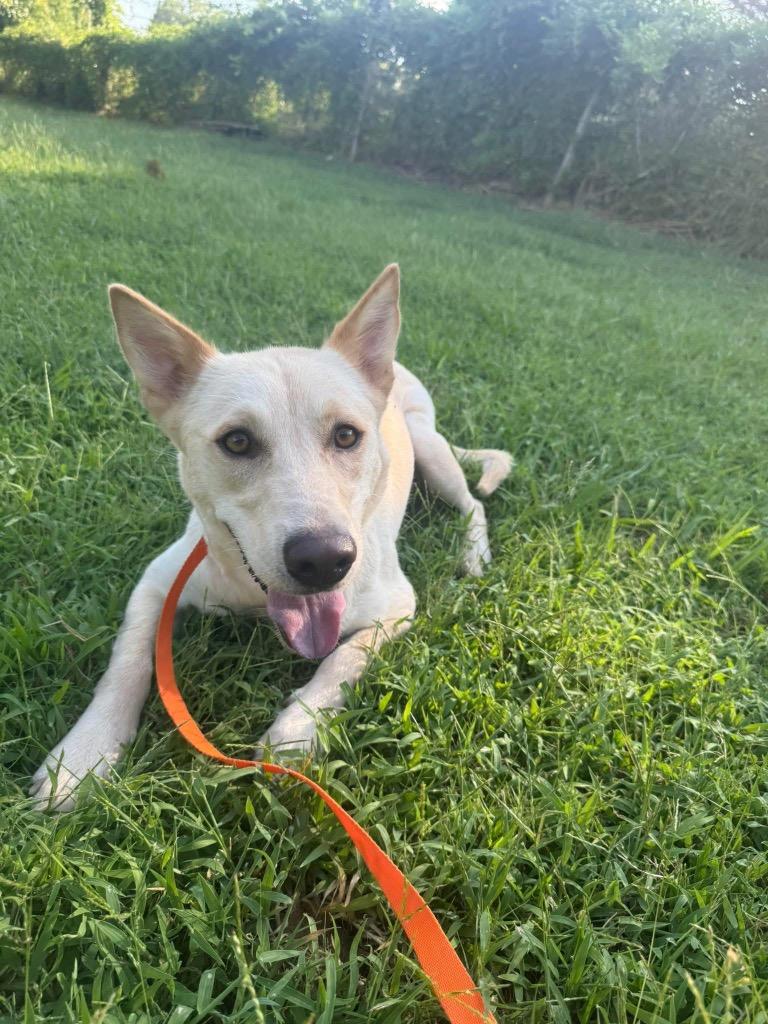 Jenn, a Adoptable Shepherd in Ada, OK image 4/4