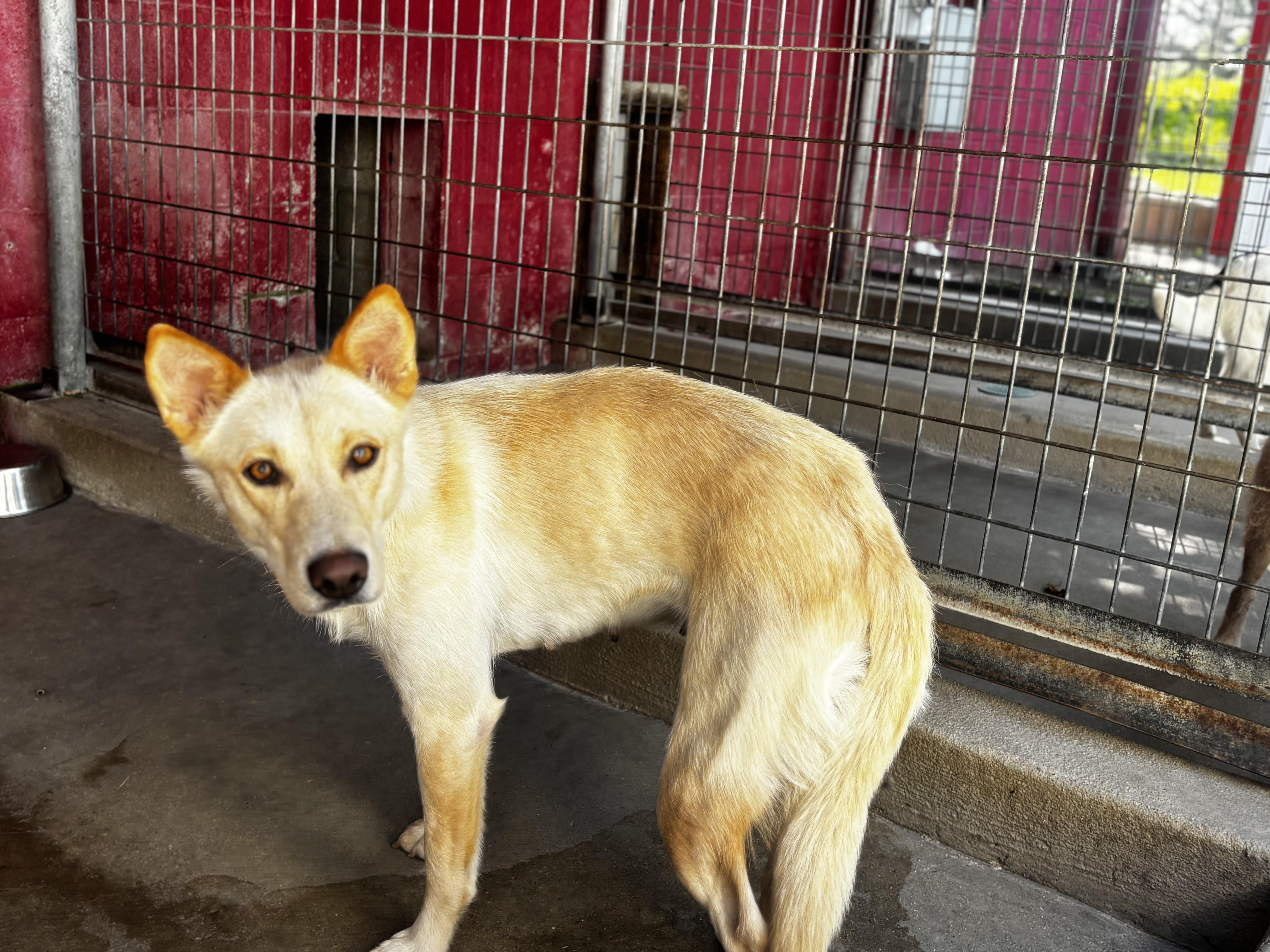 Enlarge Jenn, a Adoptable Shepherd in Ada, OK image 4/4