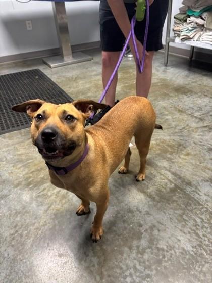 Honey, Adoptable, Adult Female American Staffordshire Terrier & Mixed Breed.