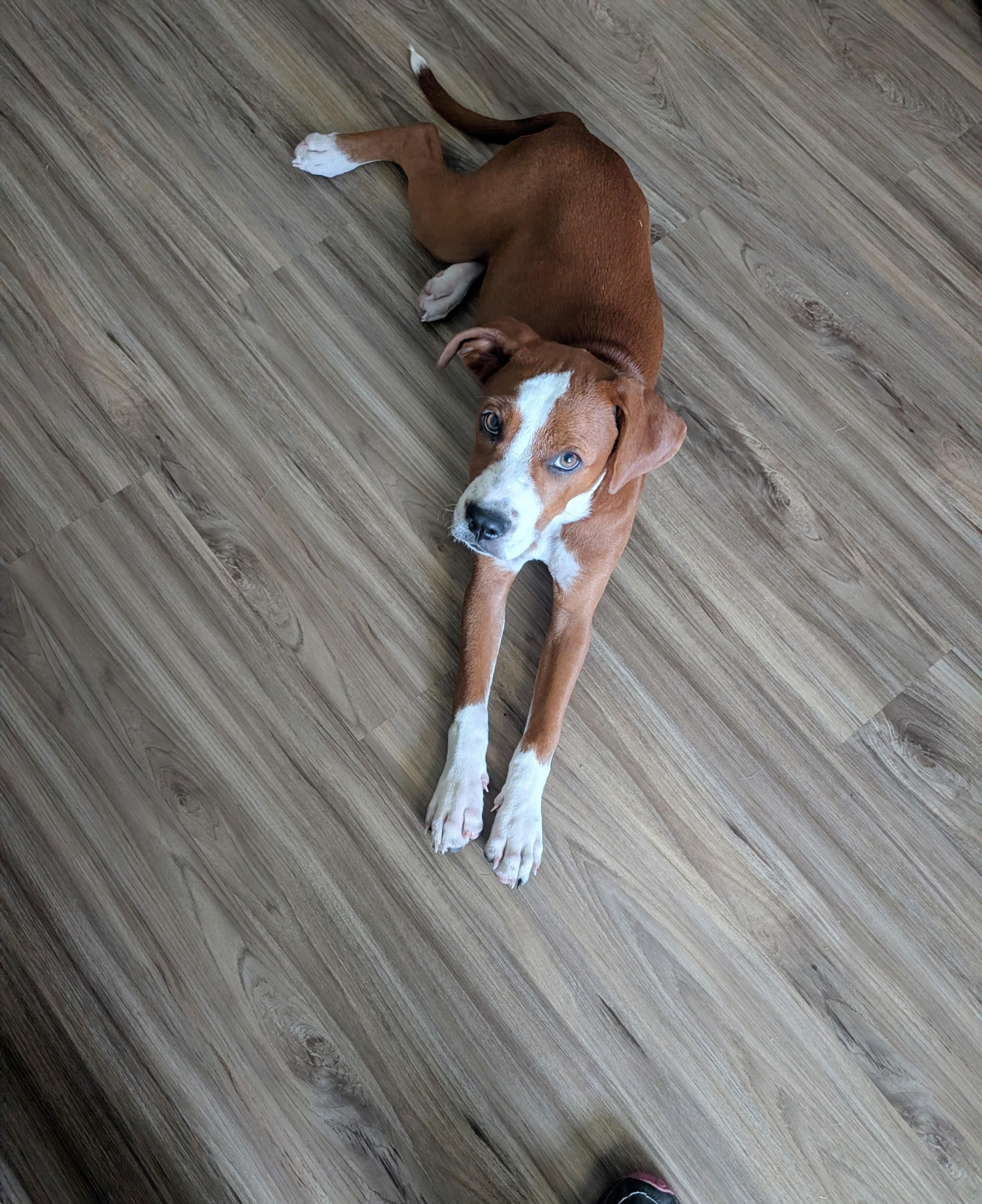 Mandy, an adopted mixed breed in Austin , TX image 6/6