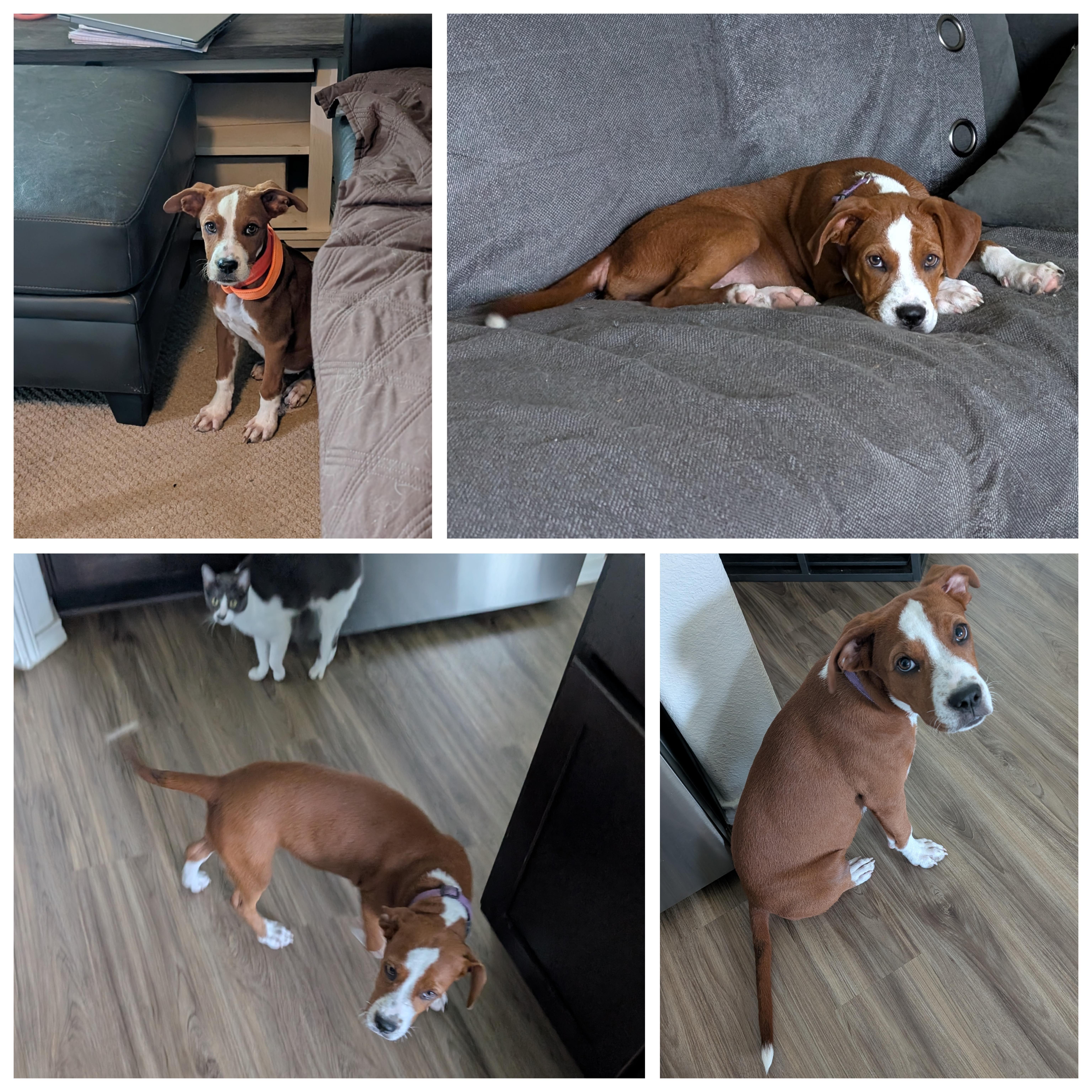 Mandy, an adopted mixed breed in Austin , TX image 4/6