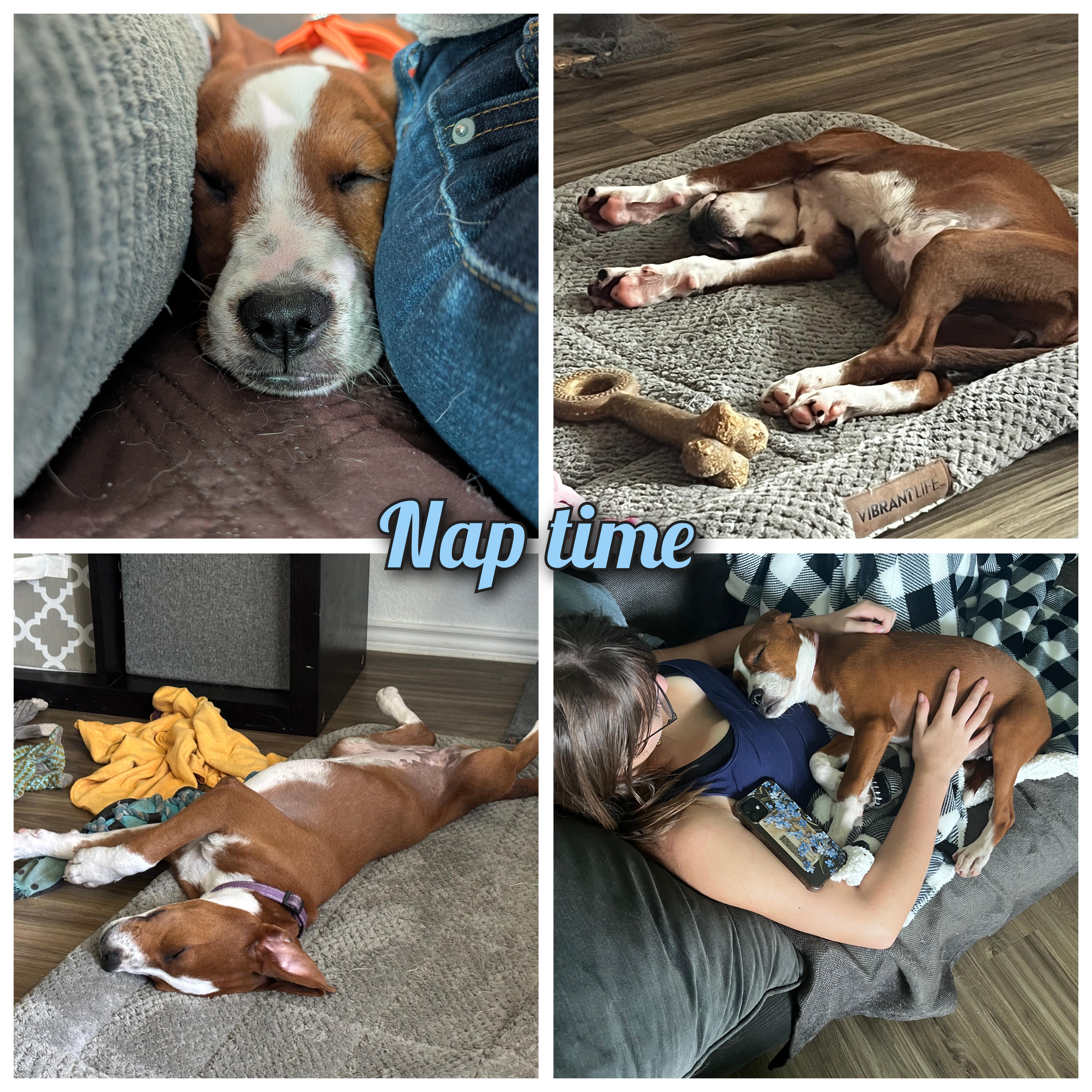 Mandy, an adopted mixed breed in Austin , TX image 3/6
