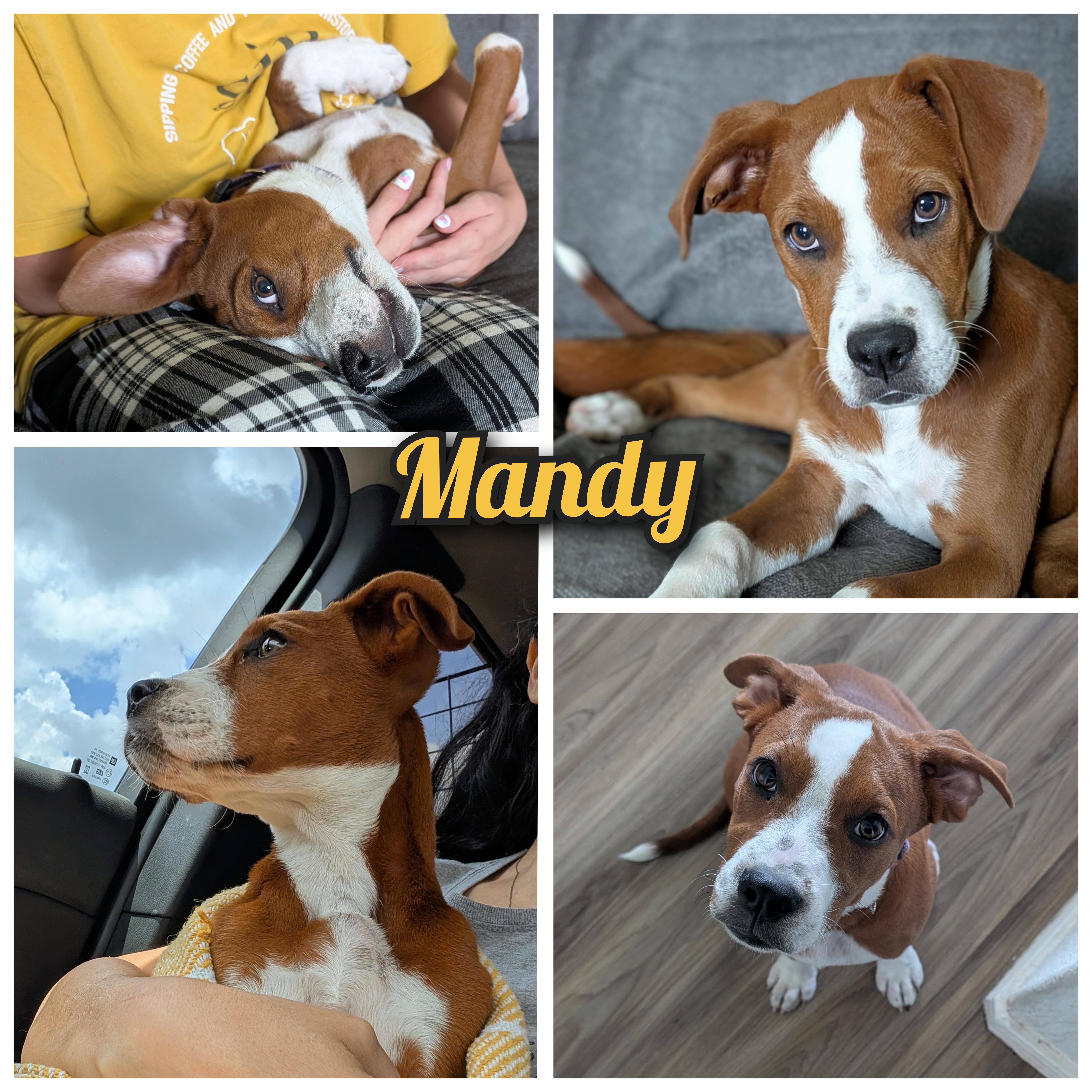Mandy, adopted, Puppy Female Boxer & Mixed Breed.