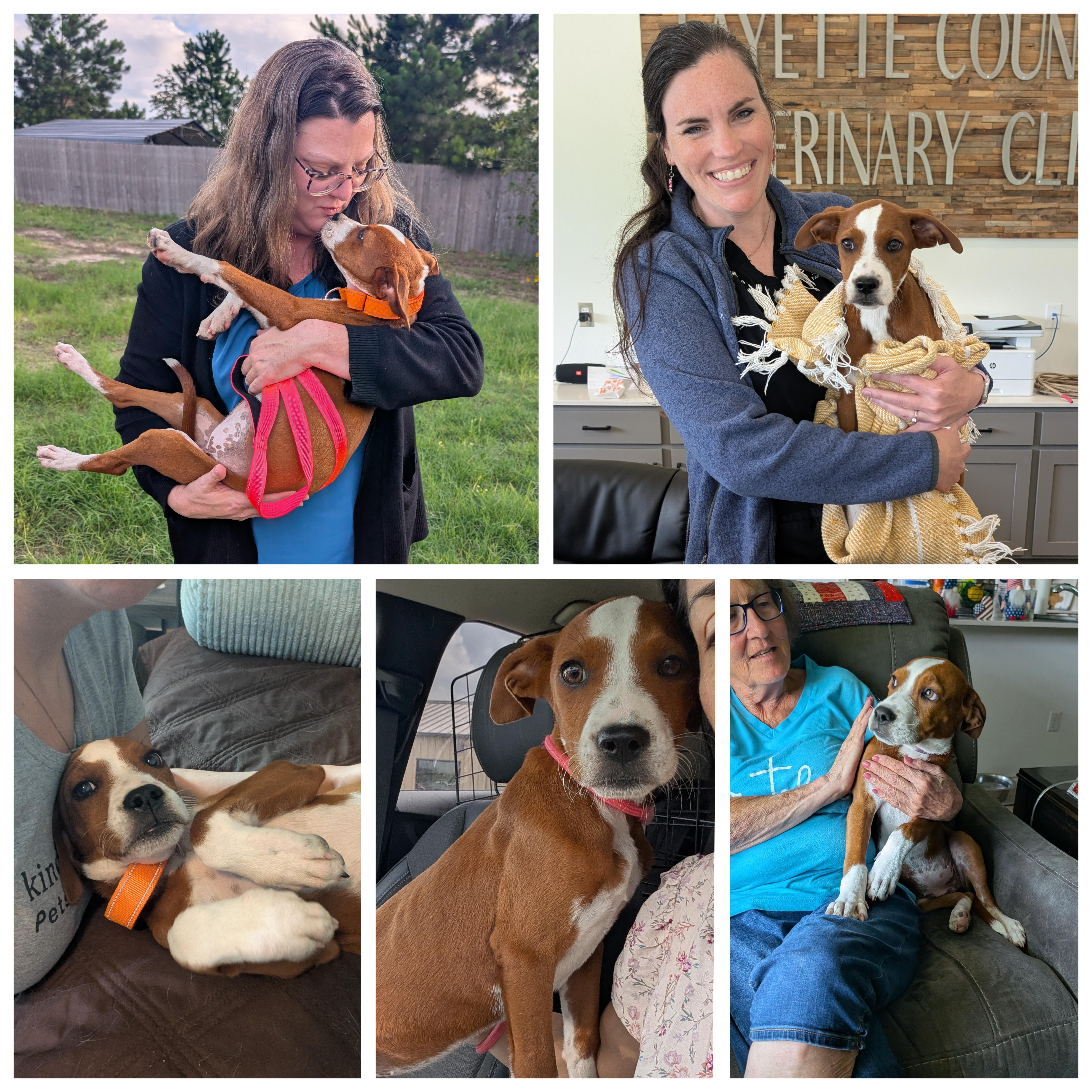 Mandy, an adopted mixed breed in Austin , TX image 5/6
