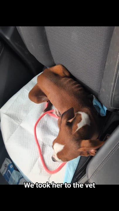 Enlarge Mandy, an adopted mixed breed in Austin , TX video 2/6