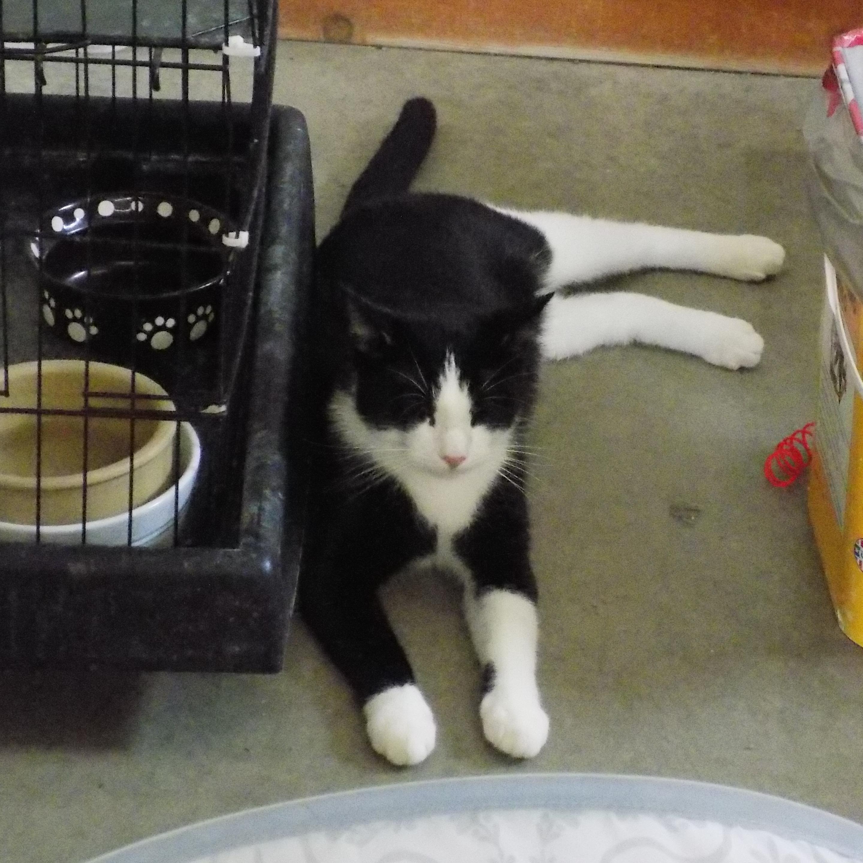 Midnight, a Adoptable Domestic Short Hair in Savanna, IL image 1/5