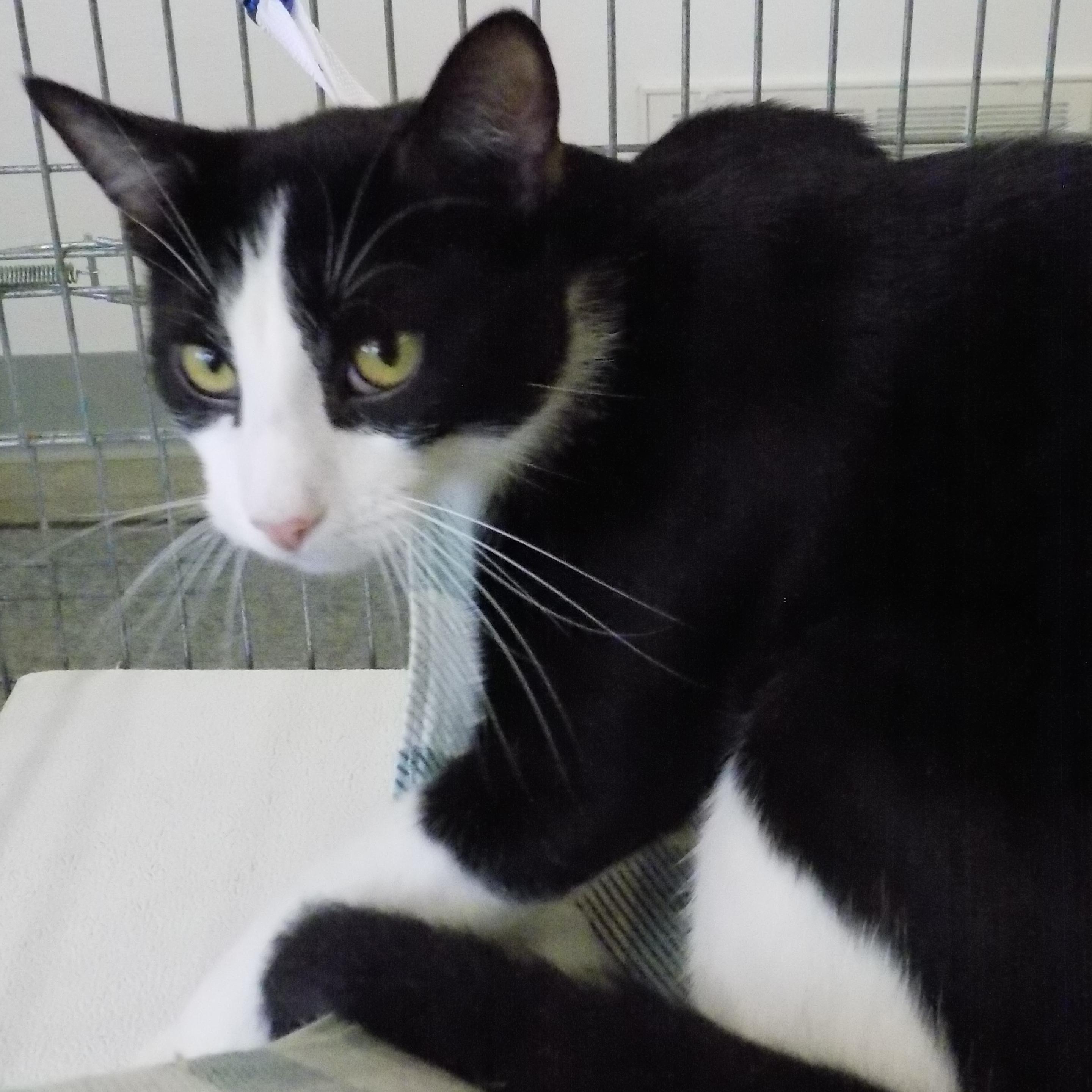 Midnight, a Adoptable Domestic Short Hair in Savanna, IL image 4/5