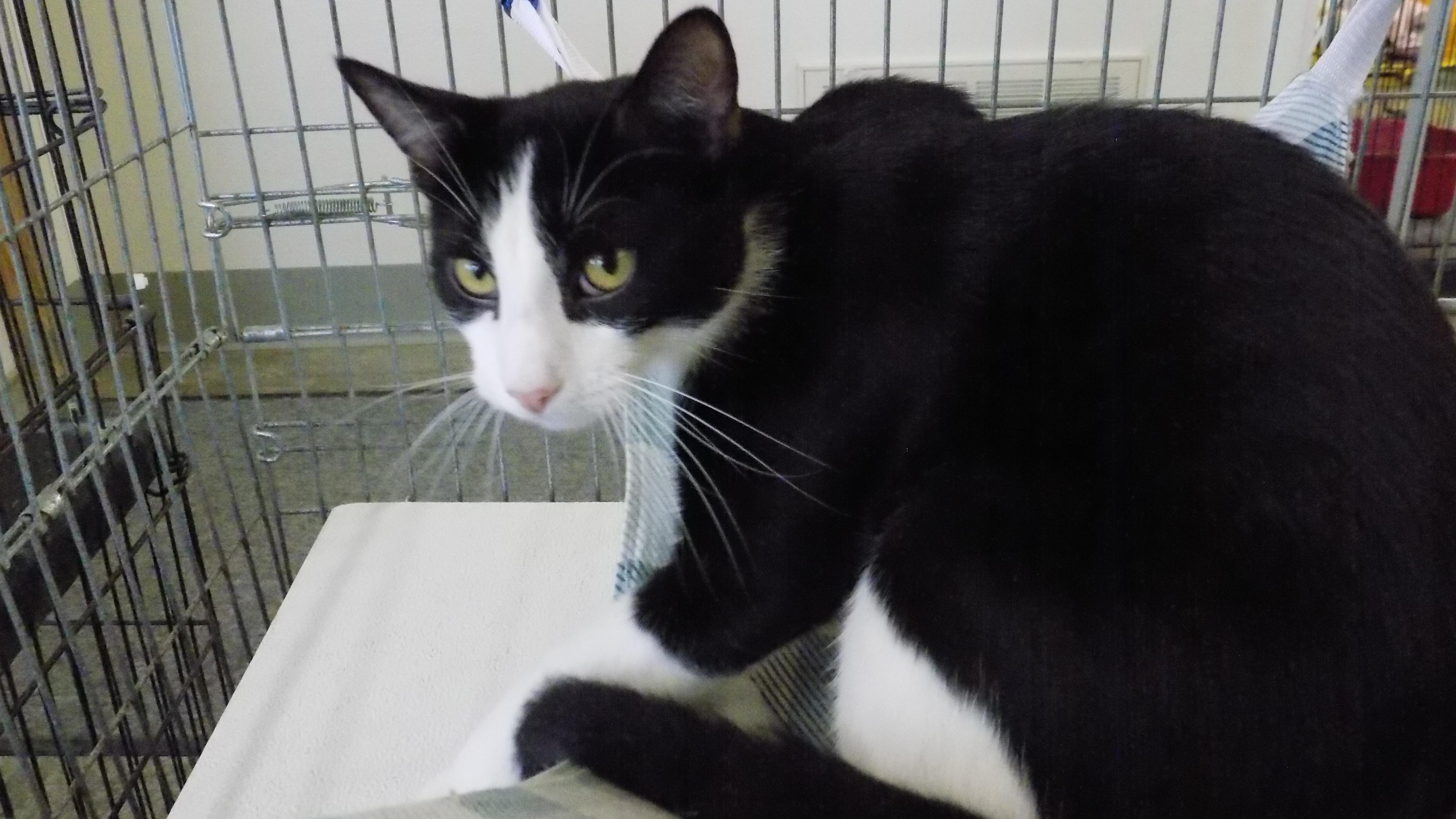 Midnight, a Adoptable Exotic Shorthair in Savanna, IL image 2/4