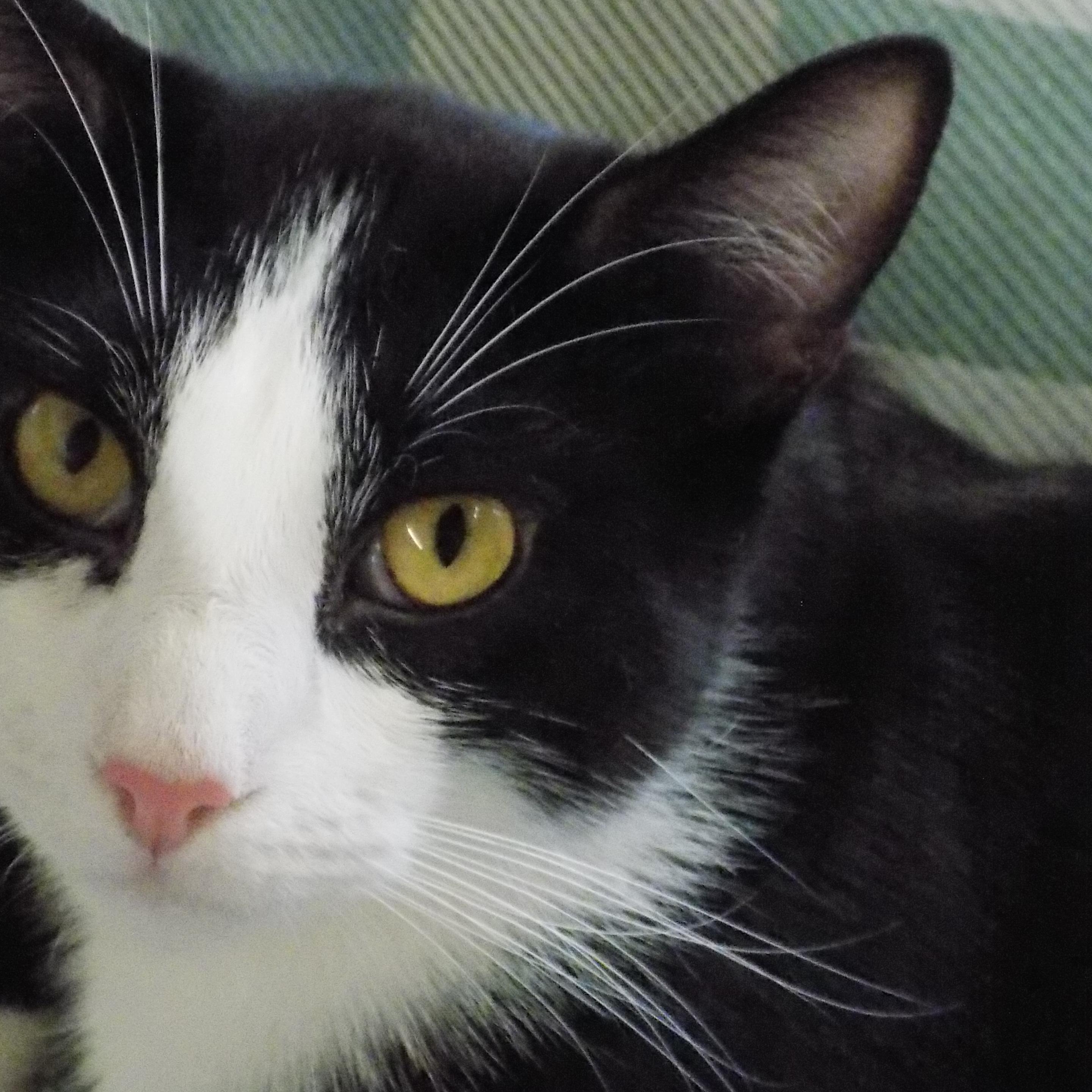 Midnight, Adoptable, Young Male Domestic Short Hair.