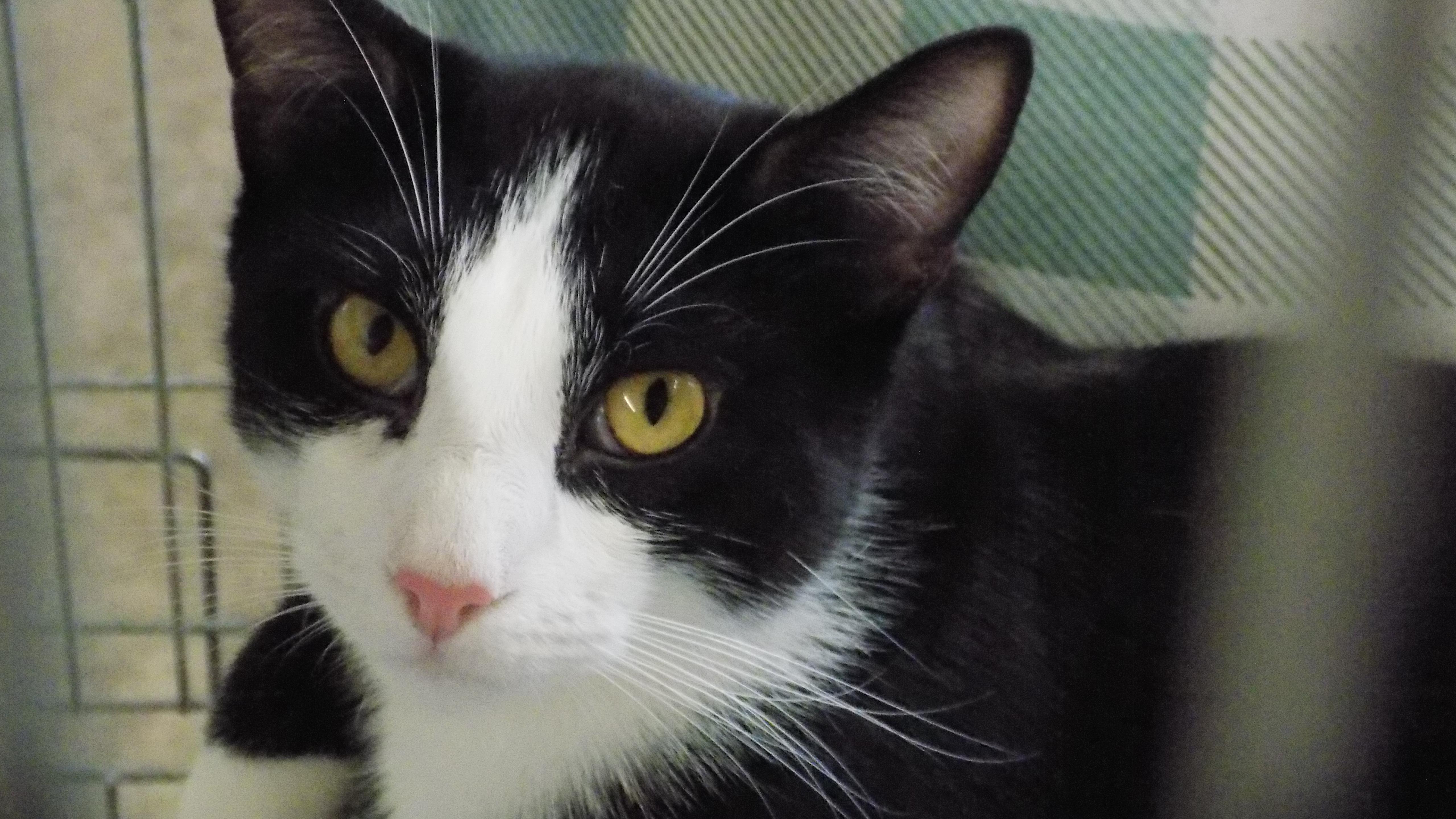 Midnight, a Adoptable Exotic Shorthair in Savanna, IL image 3/4