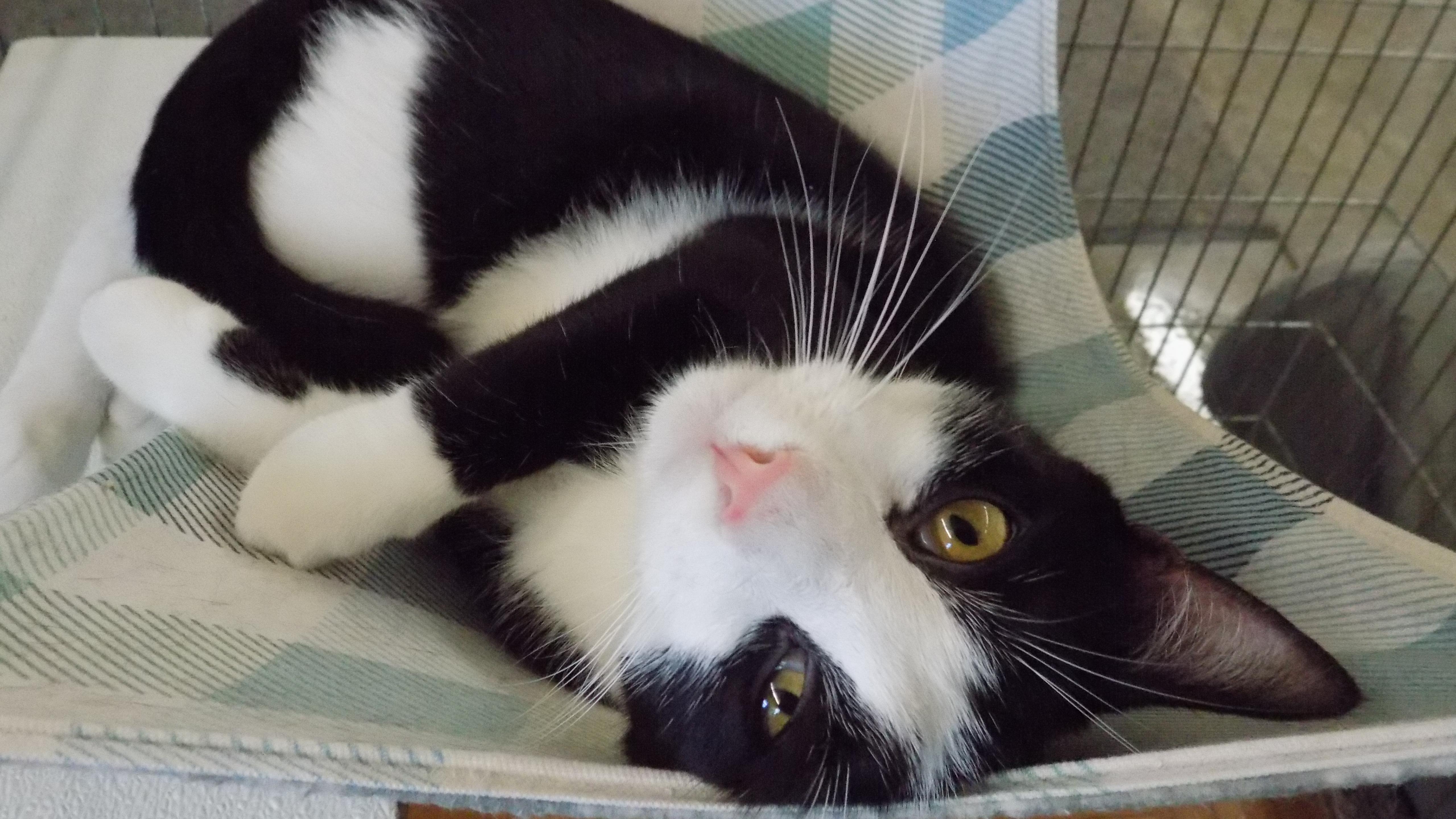 Midnight, Adoptable, Young Male Exotic Shorthair.