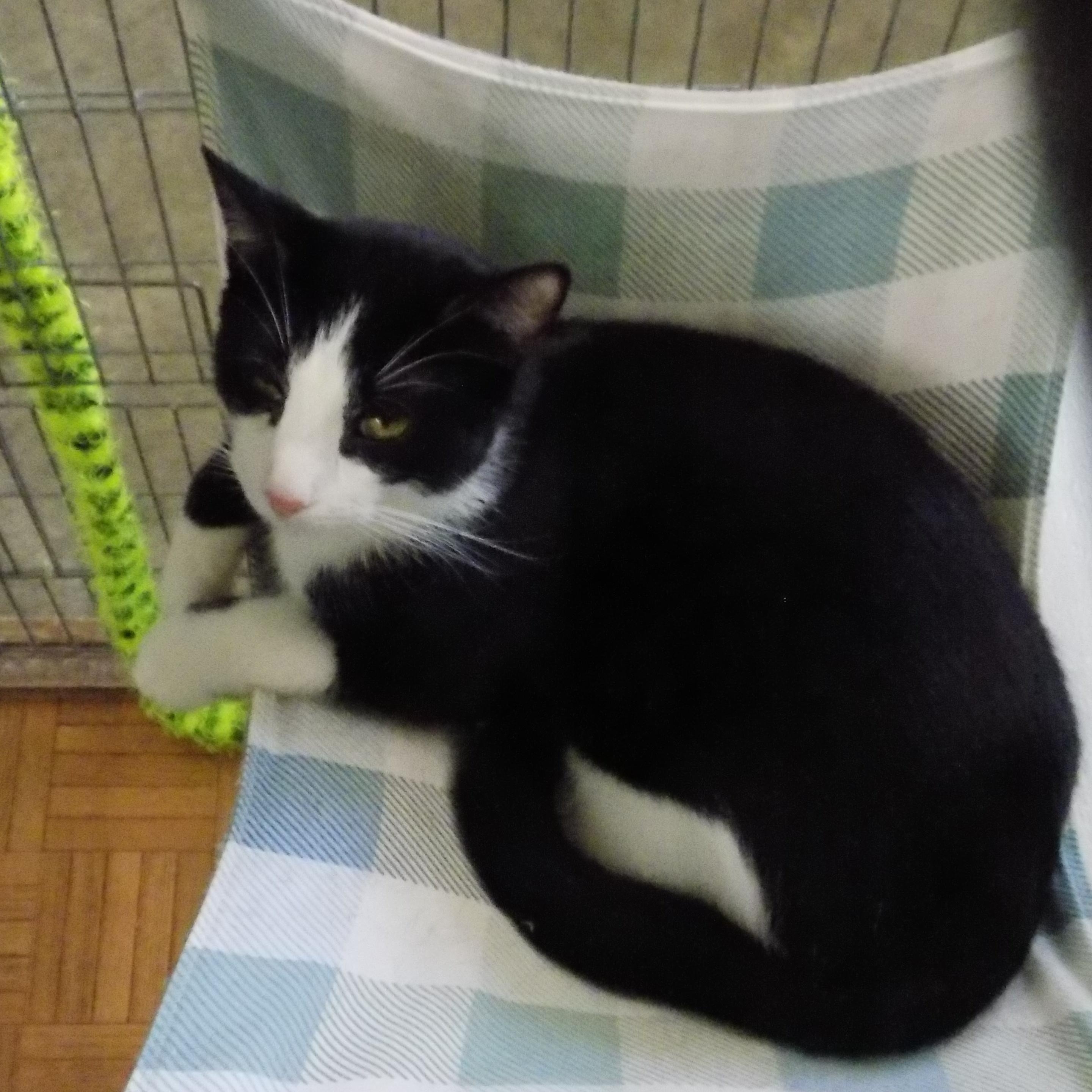 Midnight, a Adoptable Domestic Short Hair in Savanna, IL image 5/5