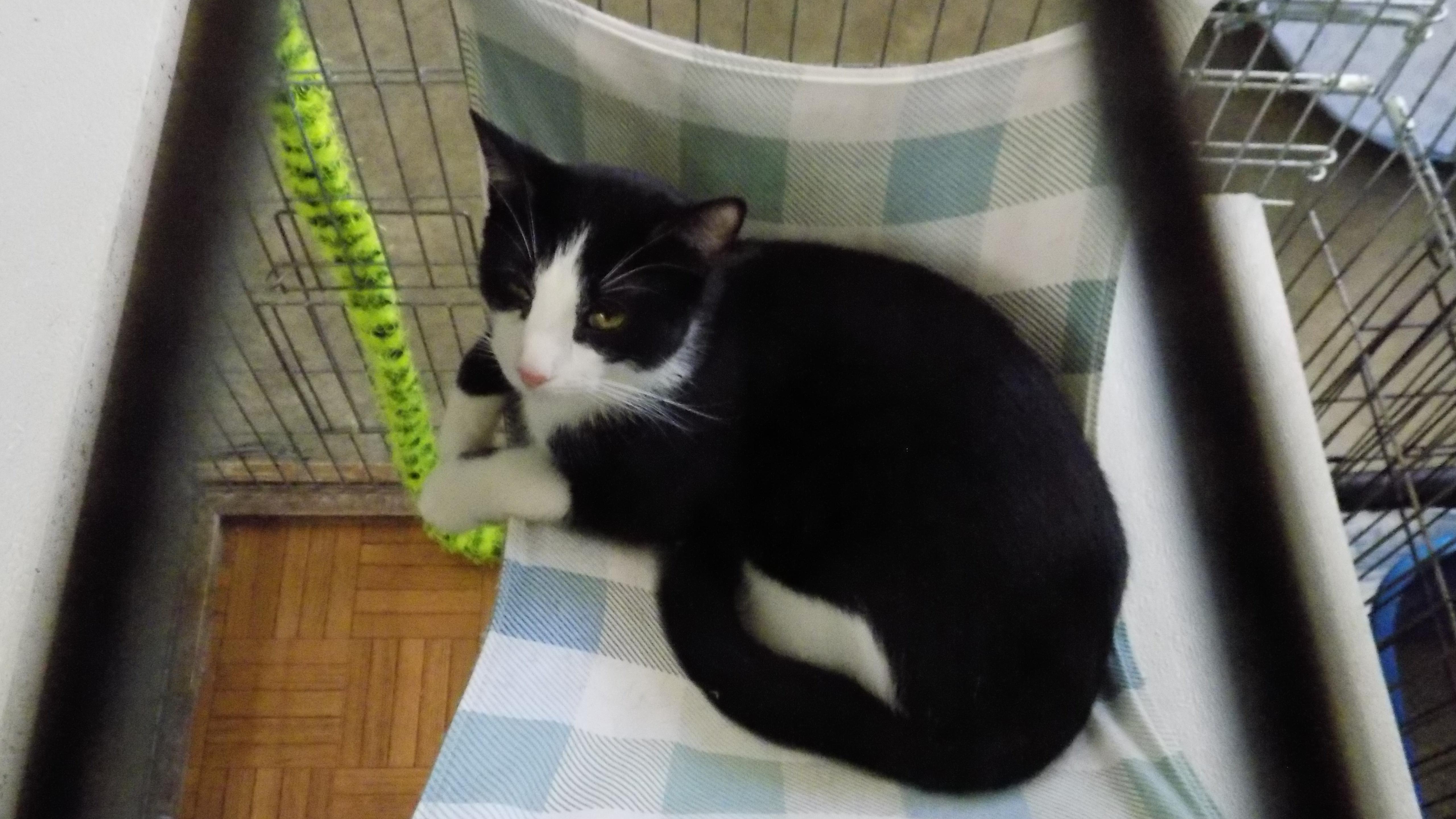 Midnight, a Adoptable Exotic Shorthair in Savanna, IL image 4/4