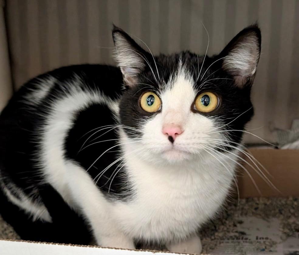 Rock Salt thumbnail 4