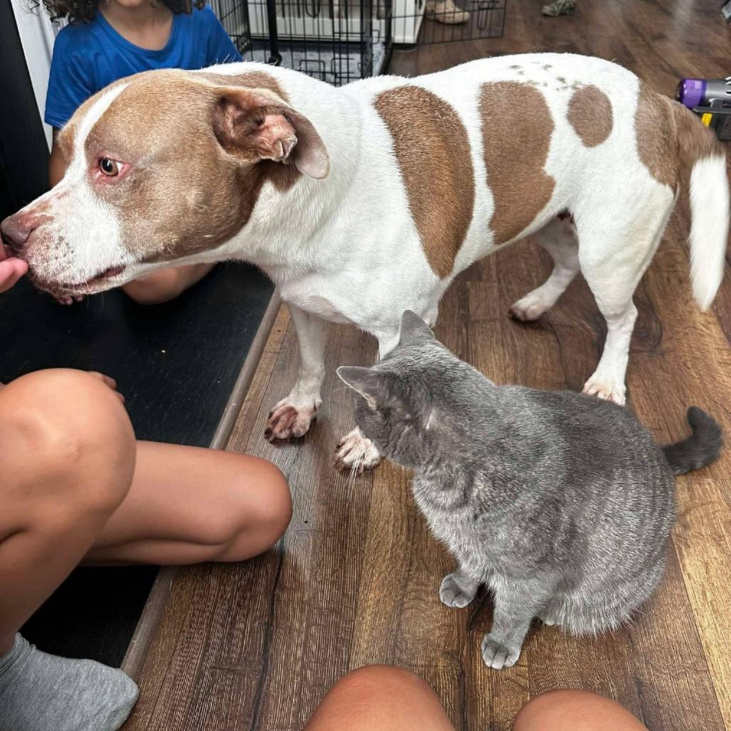 Enlarge Pepper, a Adopted mixed breed in Wilmington, NC image 5/6