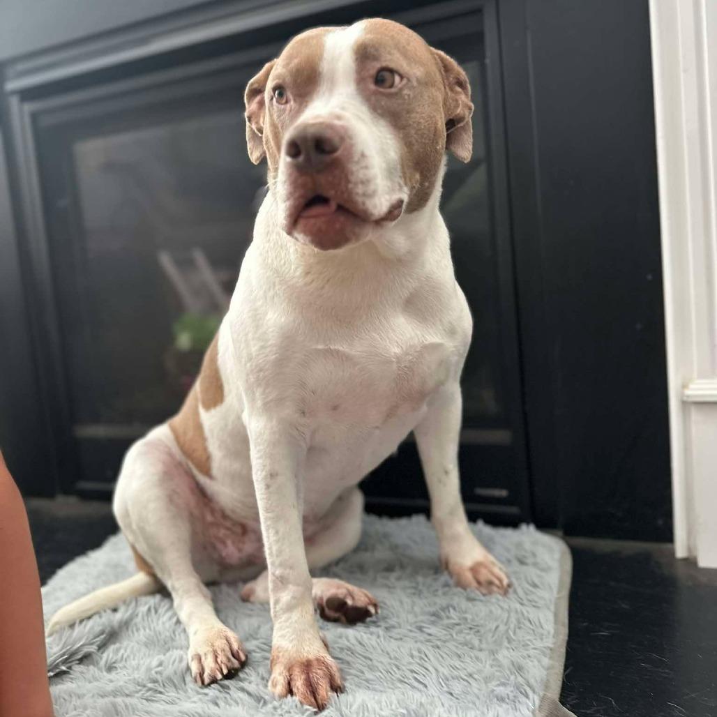 Enlarge Pepper, a Adopted mixed breed in Wilmington, NC image 6/6