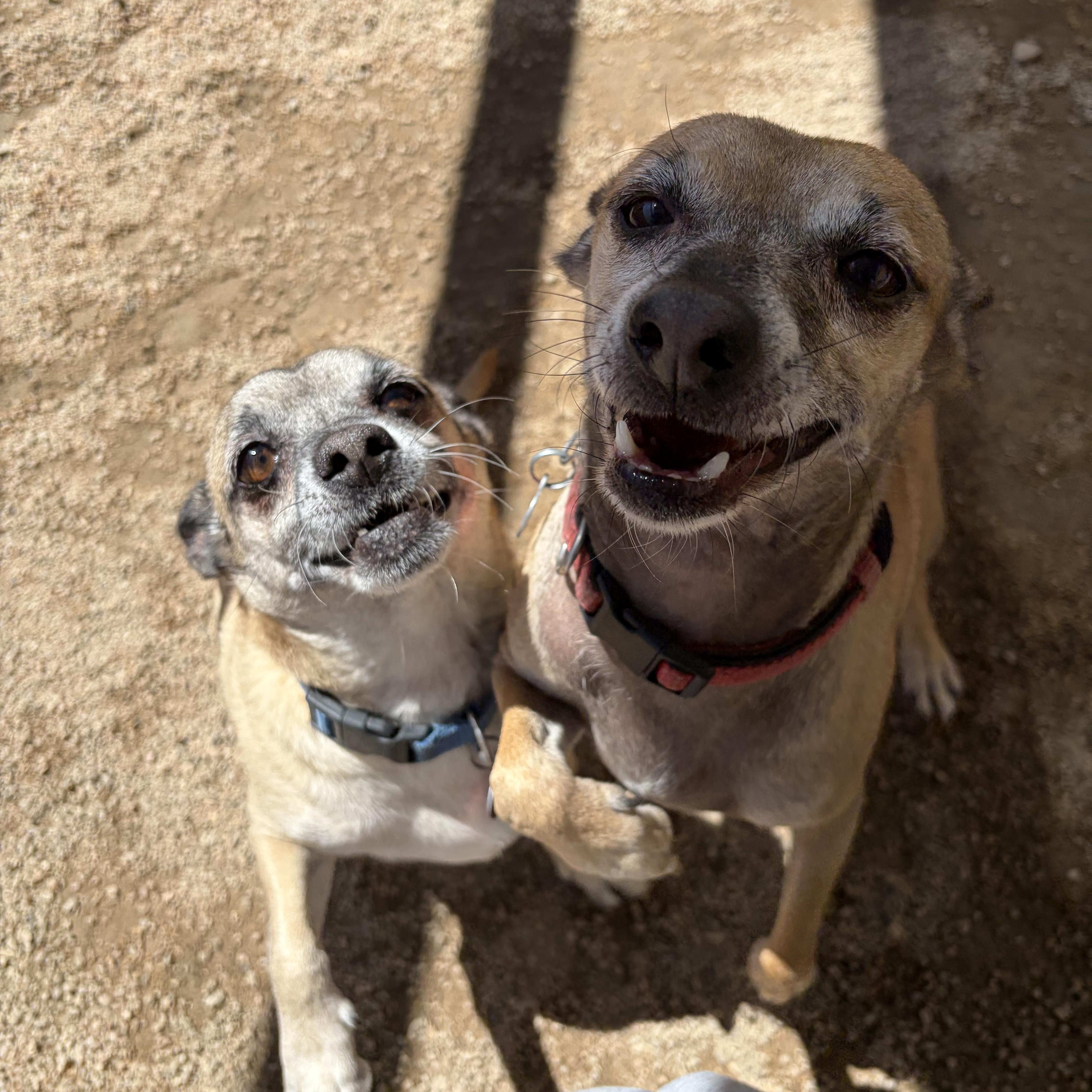Bert & Ernie, a Adoptable mixed breed in Phoenix, AZ image 1/6