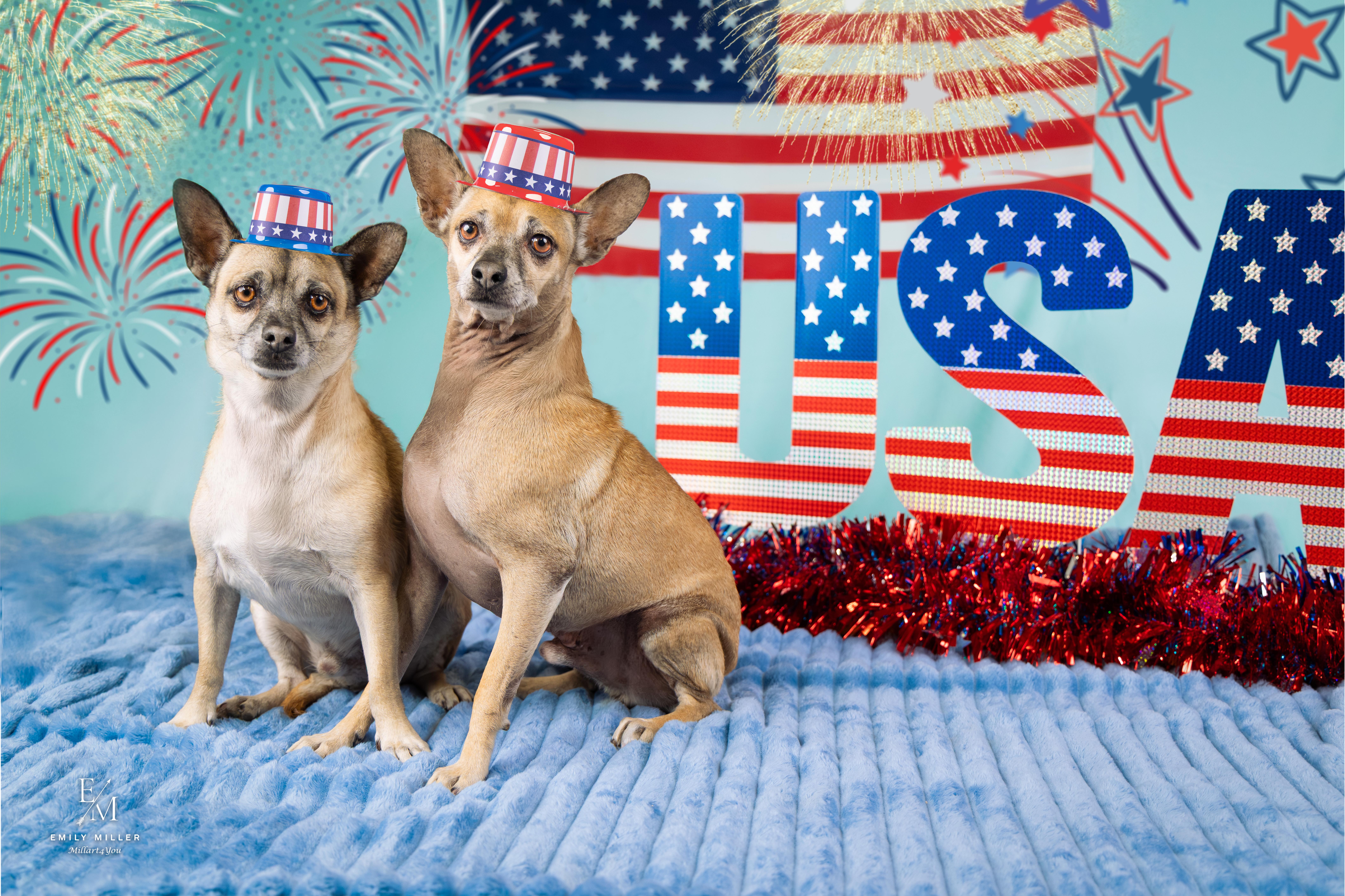 Bert & Ernie, a Adoptable mixed breed in Phoenix, AZ image 2/6