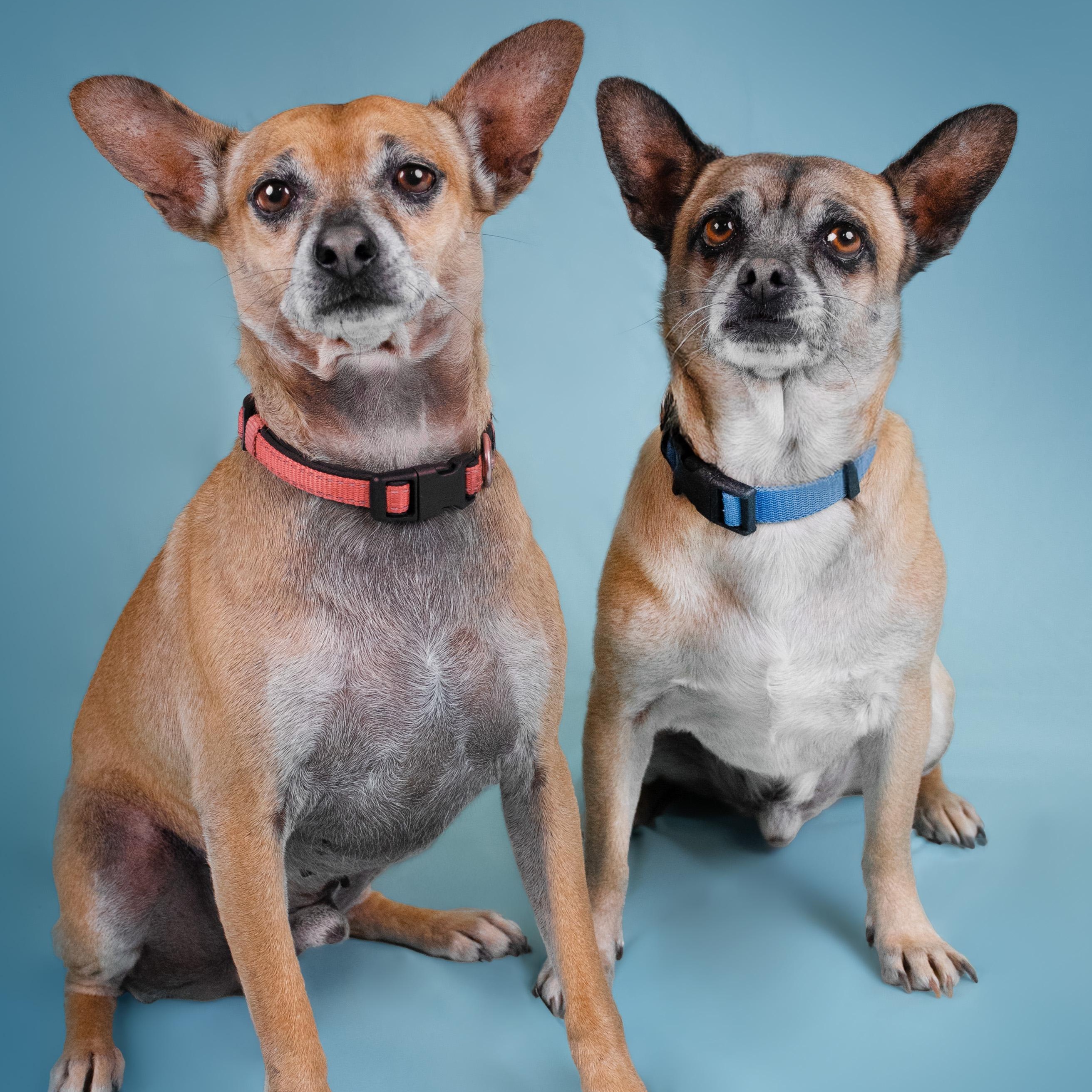 Enlarge Bert & Ernie, a Adoptable mixed breed in Phoenix, AZ image 1/6