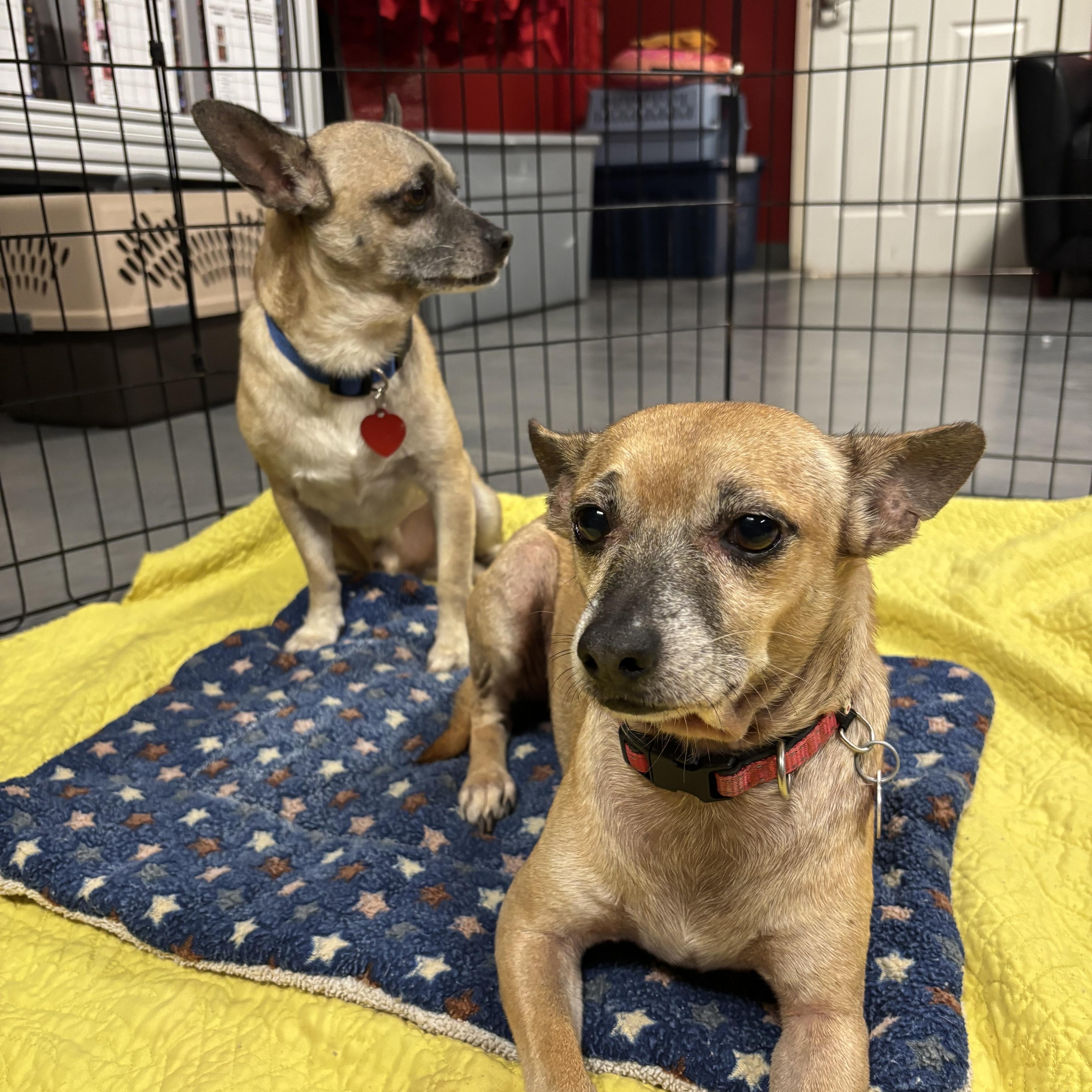 Bert & Ernie, Adoptable, Adult Male Chihuahua.