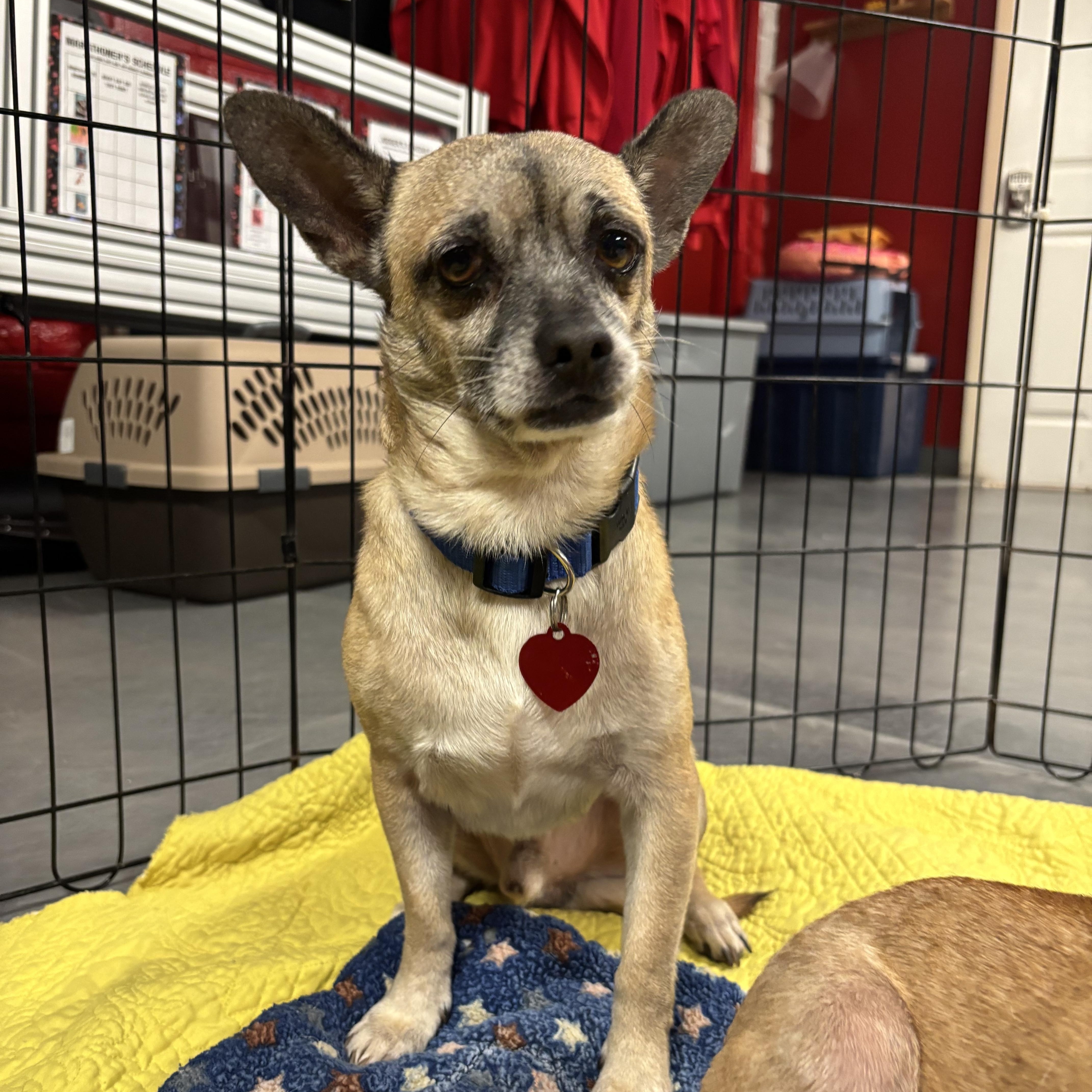 Bert & Ernie, a Adoptable mixed breed in Phoenix, AZ image 5/5