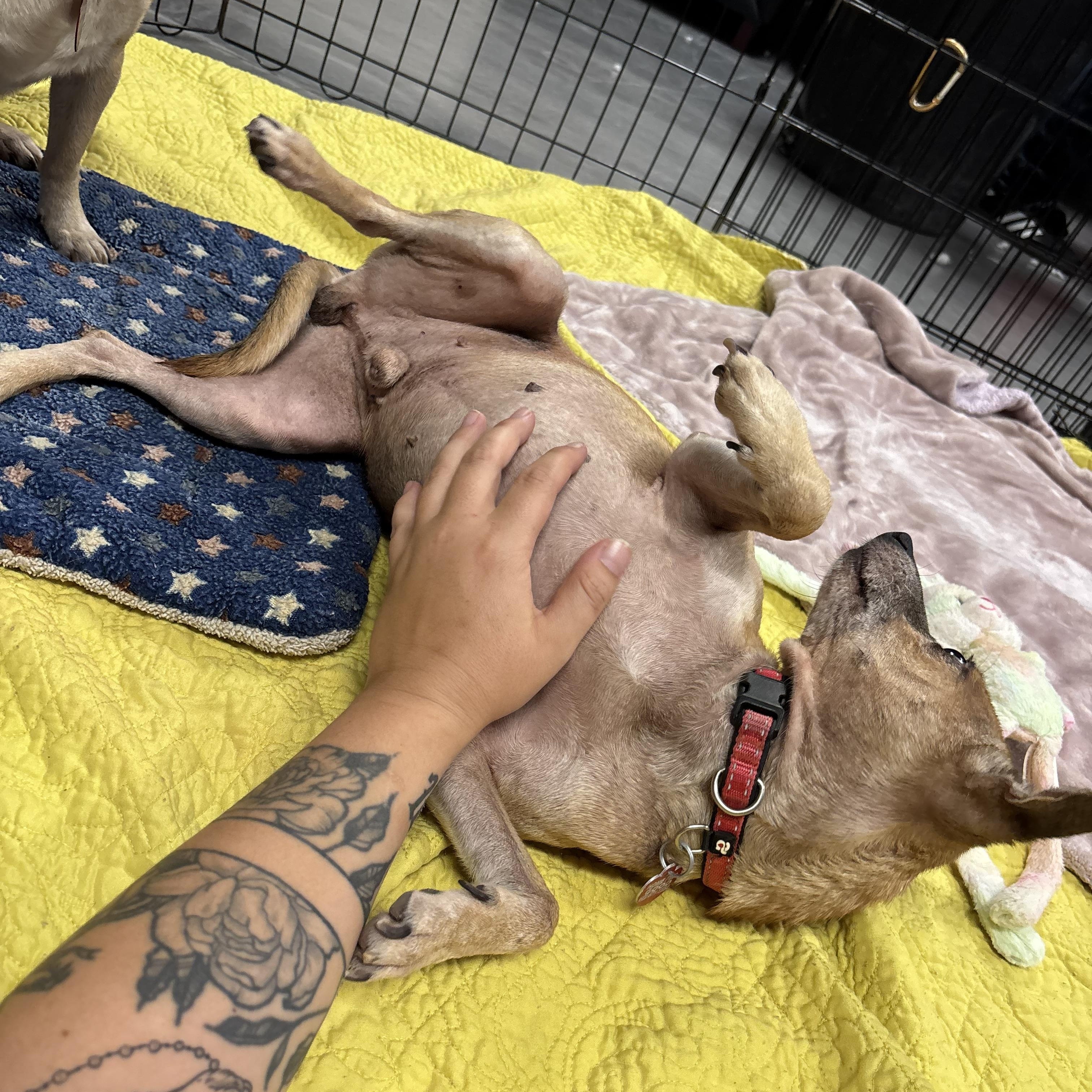 Bert & Ernie, a Adoptable mixed breed in Phoenix, AZ image 3/5