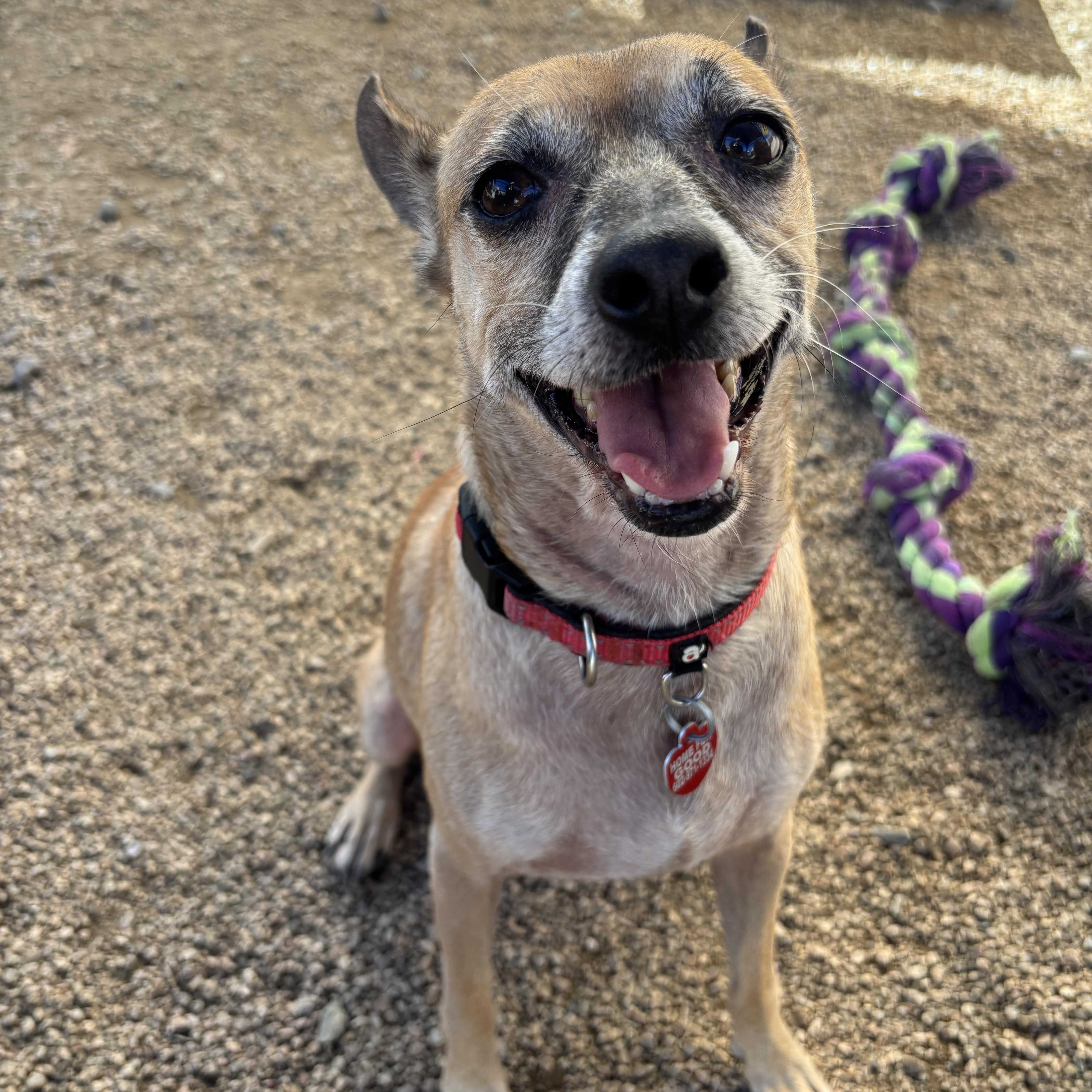 Bert & Ernie, a Adoptable mixed breed in Phoenix, AZ image 4/5