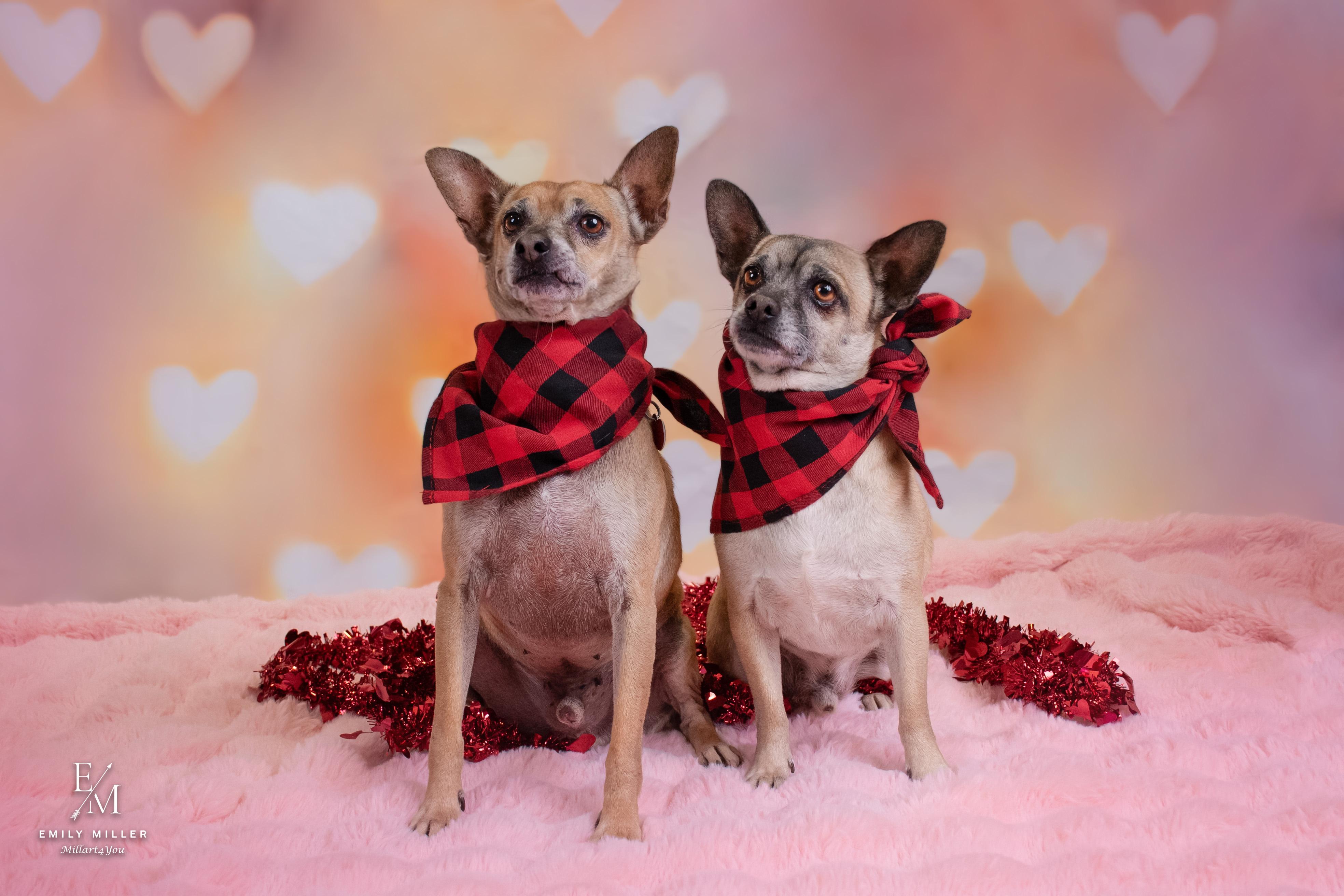 Enlarge Bert & Ernie, a Adoptable mixed breed in Phoenix, AZ image 2/6