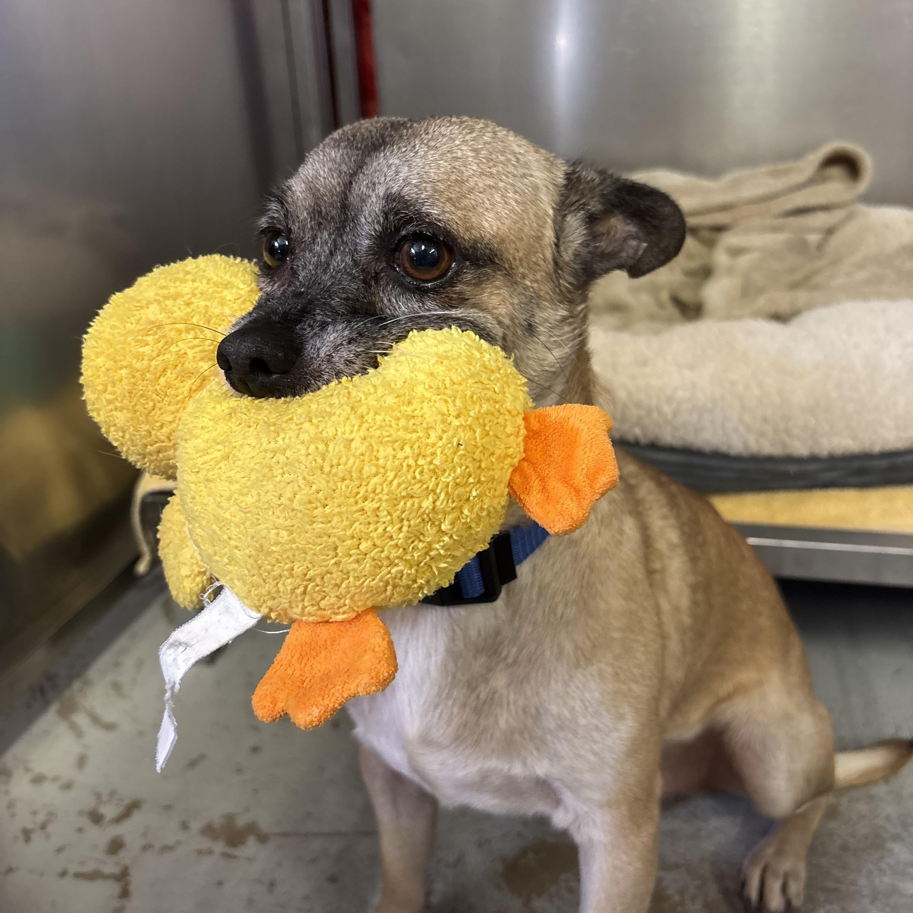Bert & Ernie, a Adoptable mixed breed in Phoenix, AZ image 2/5