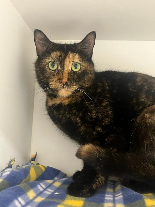 Enlarge Peach Cobbler (ID 49501/4143), a ADOPTABLE Tortoiseshell in Manassas, VA image 1/1