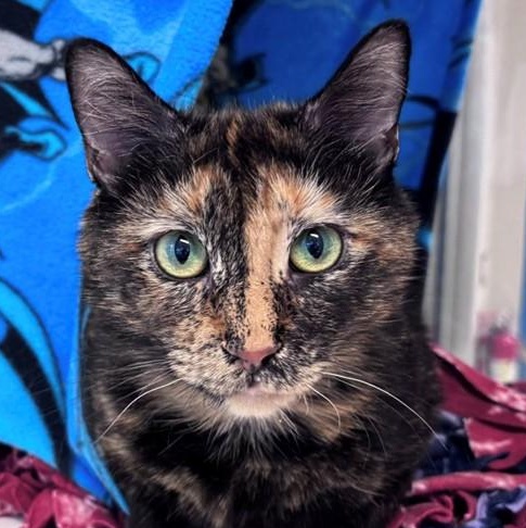 Peach Cobbler (ID 49501/4143), ADOPTABLE, Adult Female Tortoiseshell.