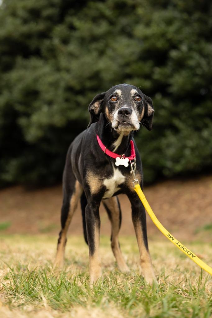 Enlarge Maggie, a Adoptable mixed breed in Raleigh, NC image 2/6