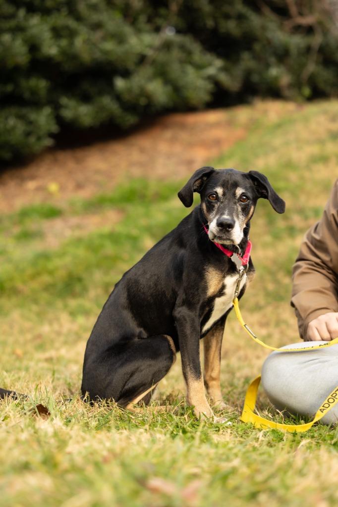 Maggie, Adoptable, Senior Female Labrador Retriever & Hound.