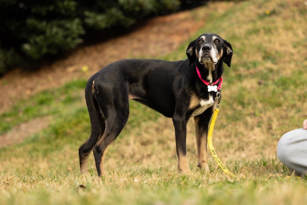Enlarge Maggie, a Adoptable mixed breed in Raleigh, NC image 3/6