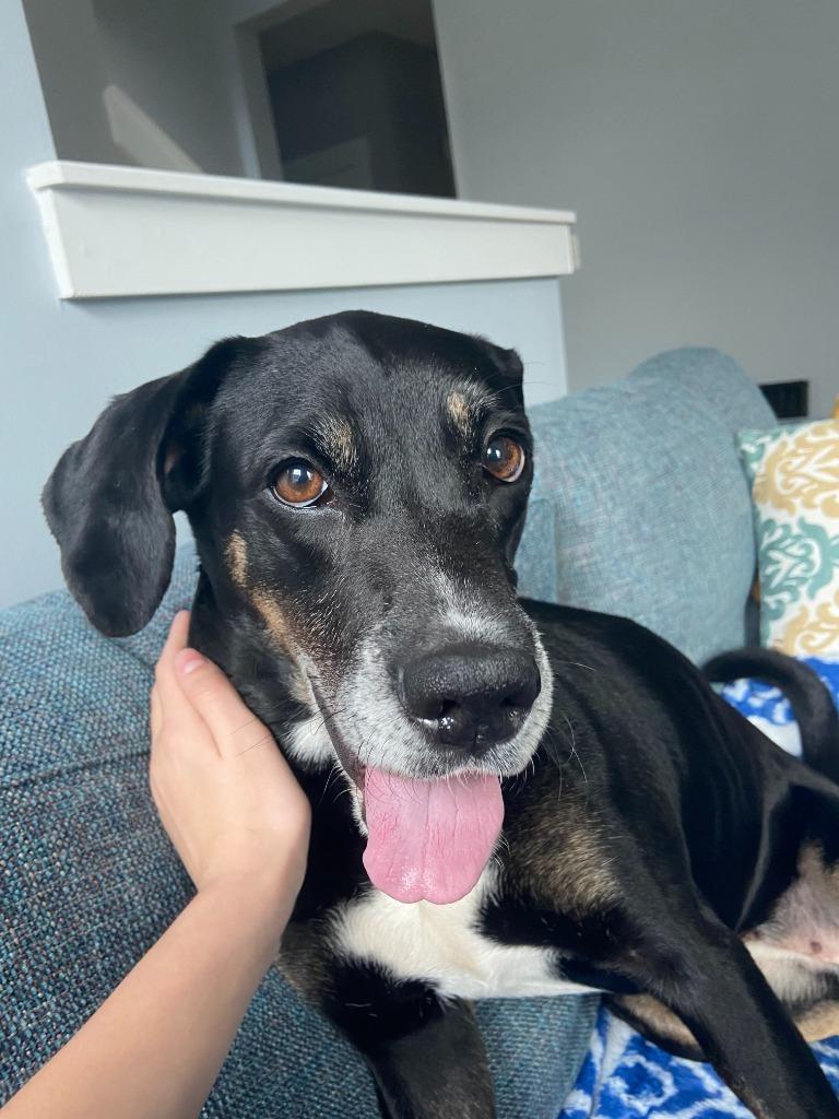 Enlarge Maggie, a Adoptable mixed breed in Raleigh, NC image 4/6