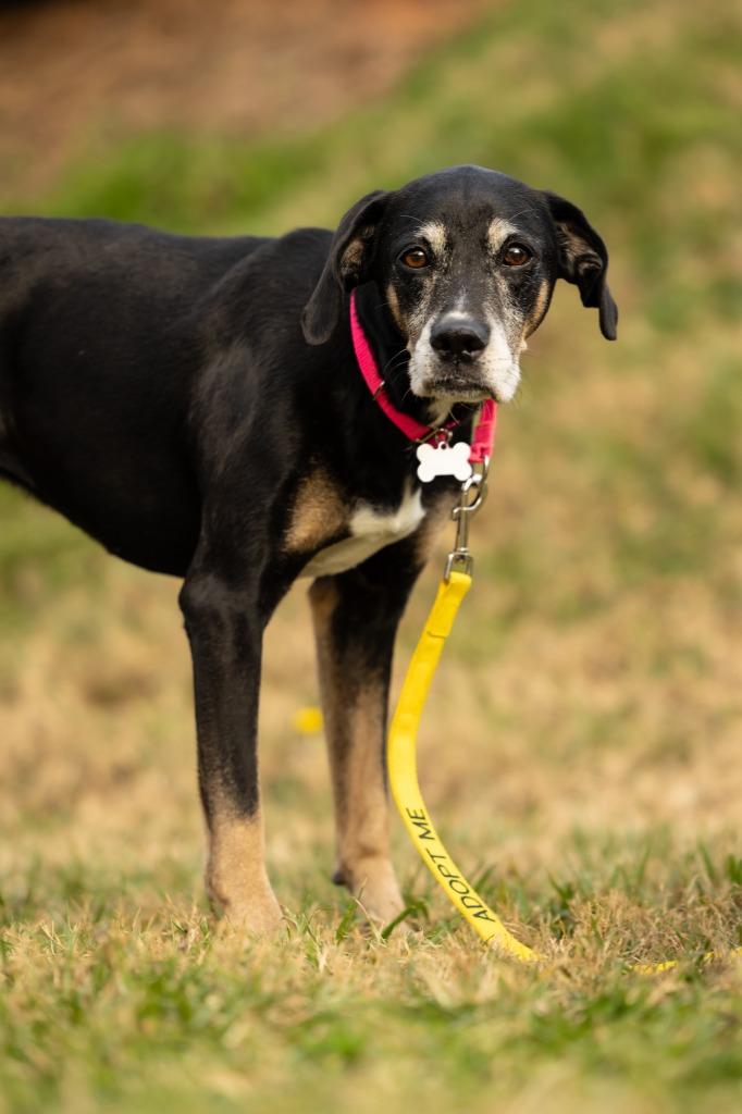 Enlarge Maggie, a Adoptable mixed breed in Raleigh, NC image 5/6