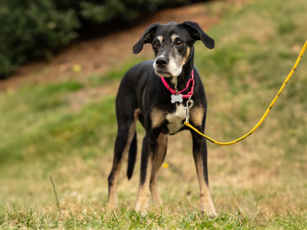 Enlarge Maggie, a Adoptable mixed breed in Raleigh, NC image 5/6