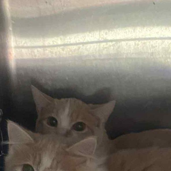 Enlarge Colonel Meow (18), a Adoptable Domestic Short Hair in Huntington, WV image 1/2