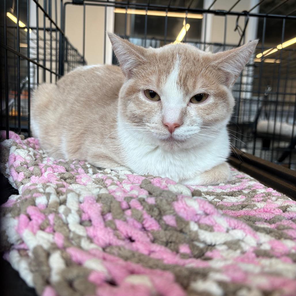 Enlarge Colonel Meow (18), a Adoptable Domestic Short Hair in Huntington, WV image 2/2