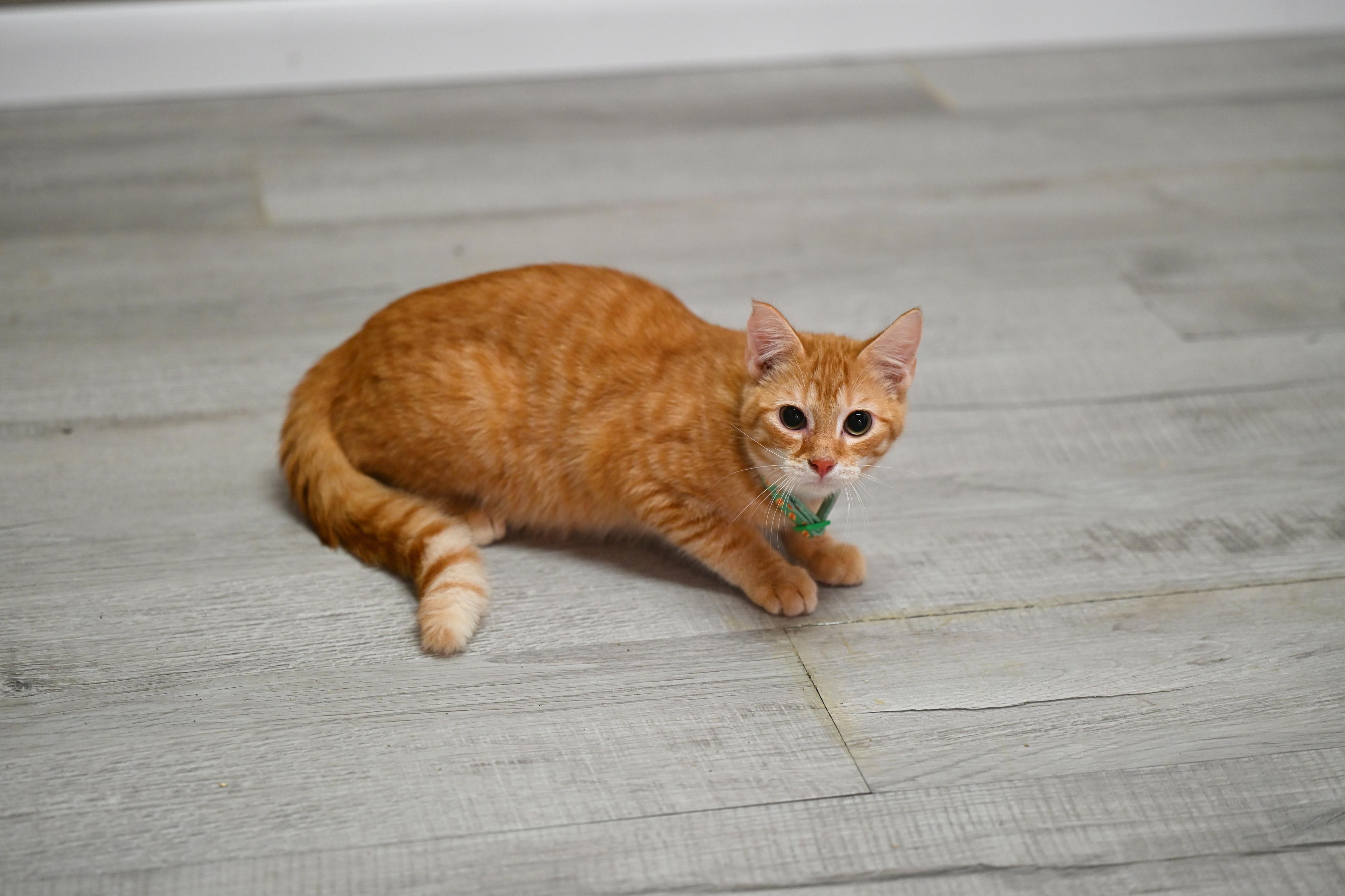 Pumpkin, an adopted Tabby in Plaistow, NH image 2/3