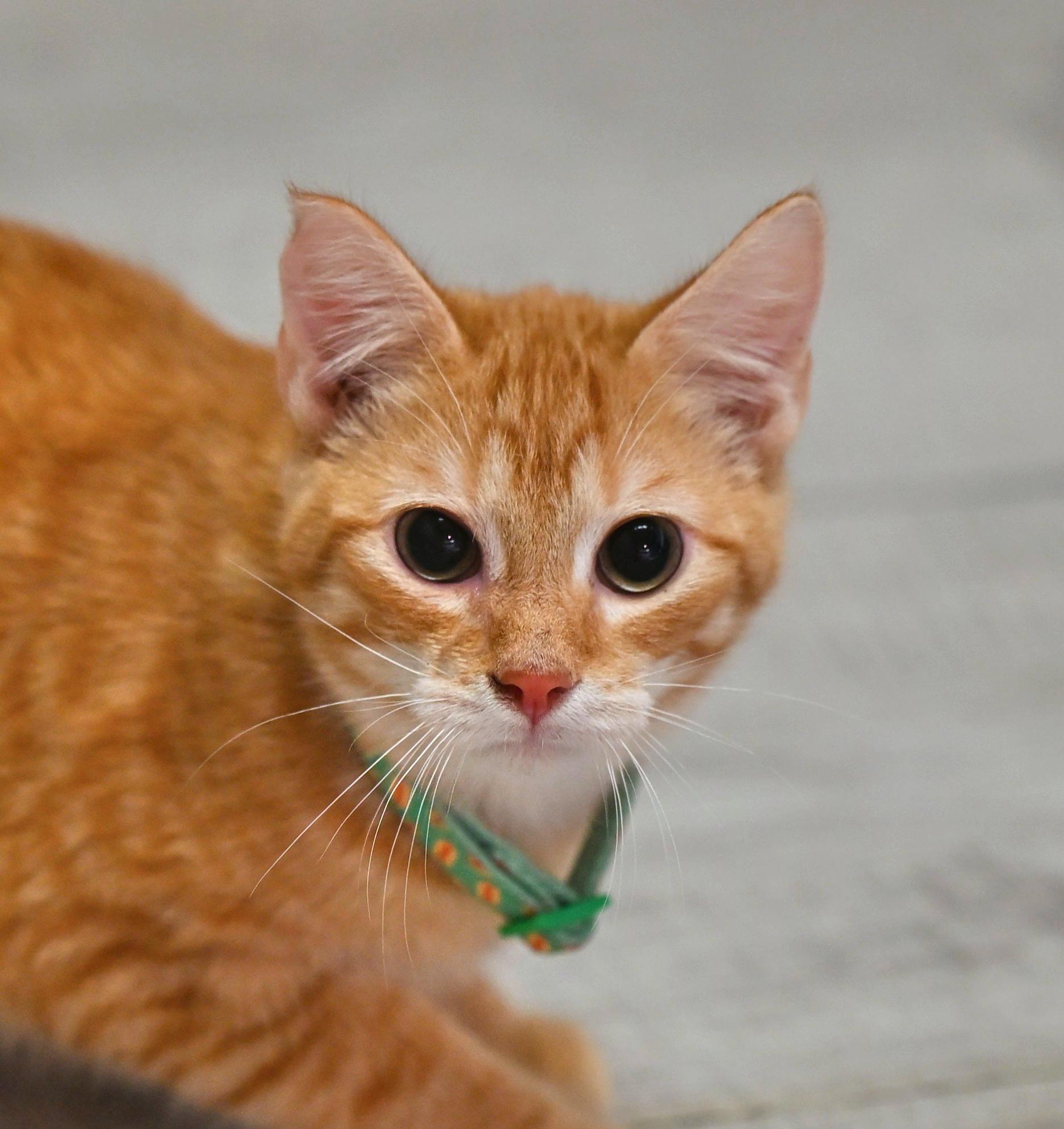 Pumpkin, an adopted Tabby in Plaistow, NH image 1/3