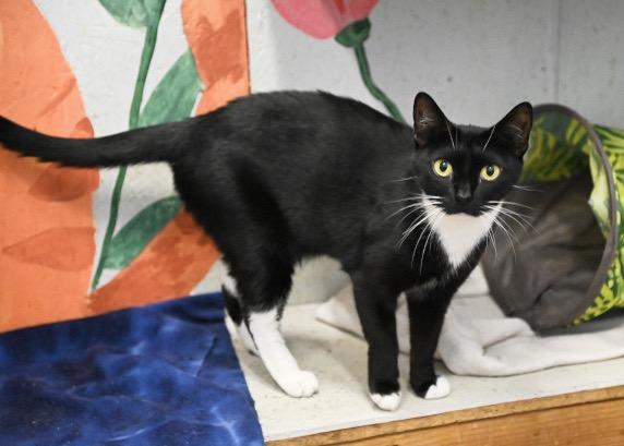 Enlarge Moon Pie, a Adoptable mixed breed in St. James City, FL image 1/1