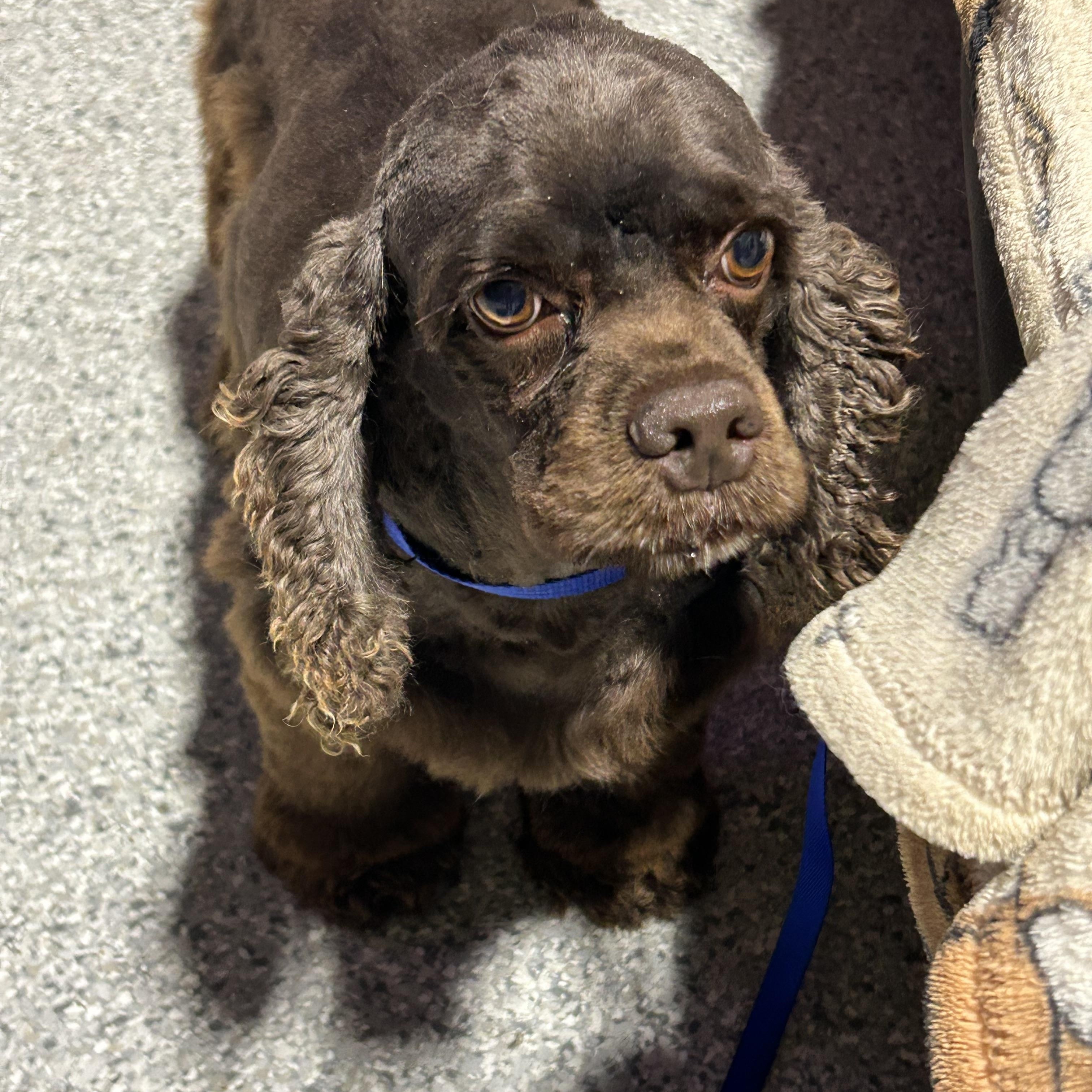 Enlarge Sarah 19 lbs, a Adoptable Cocker Spaniel in Maumee , OH image 3/3